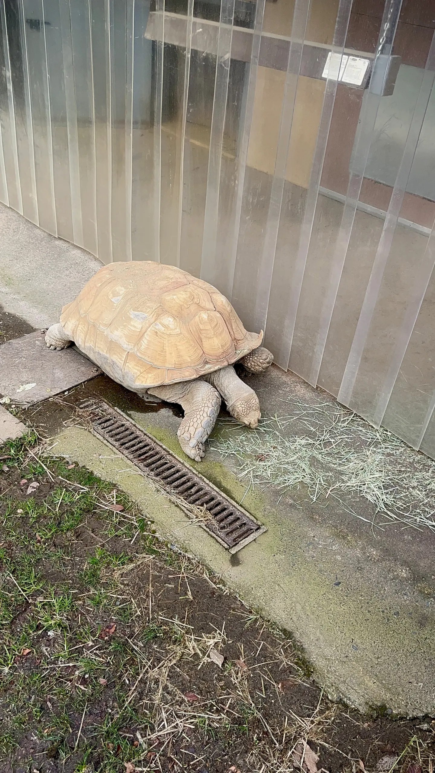Photo of Dozer the African Spurred Tortoise at the Oregon Zoo eating some straw in his habitat.