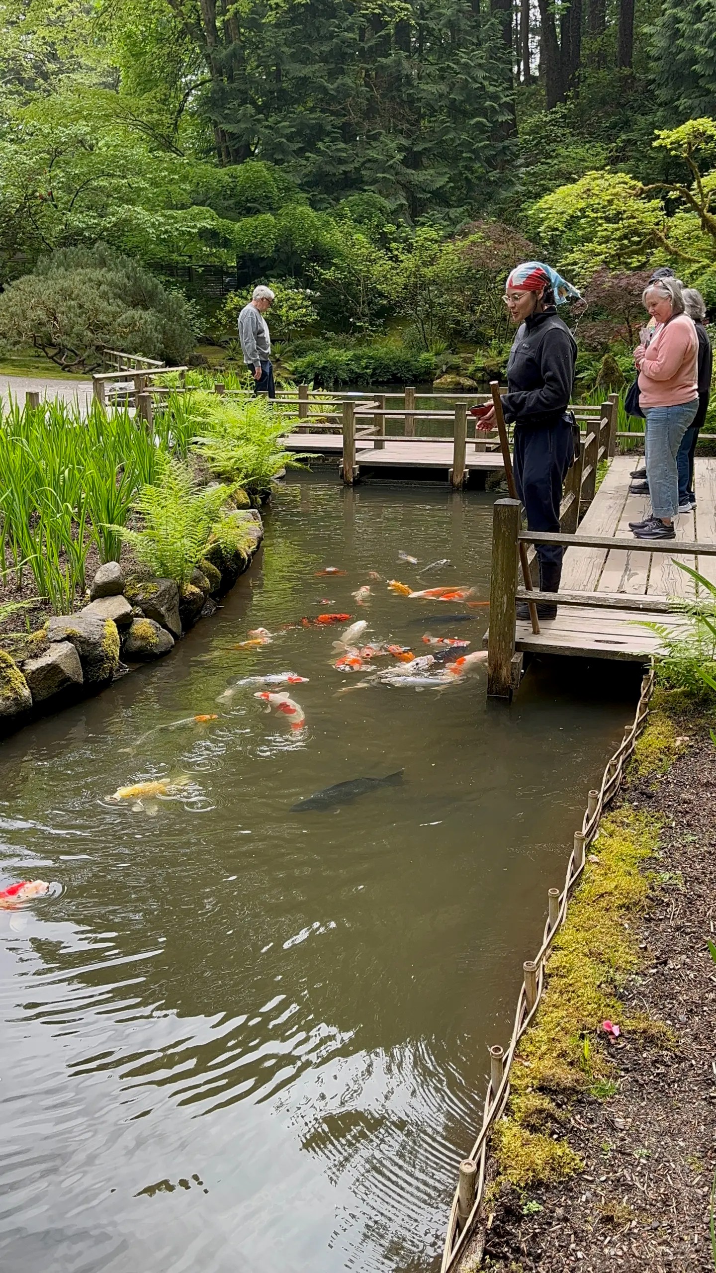 Photo of the koi at the Portland Japanese Garden being fed by one of the gardeners.