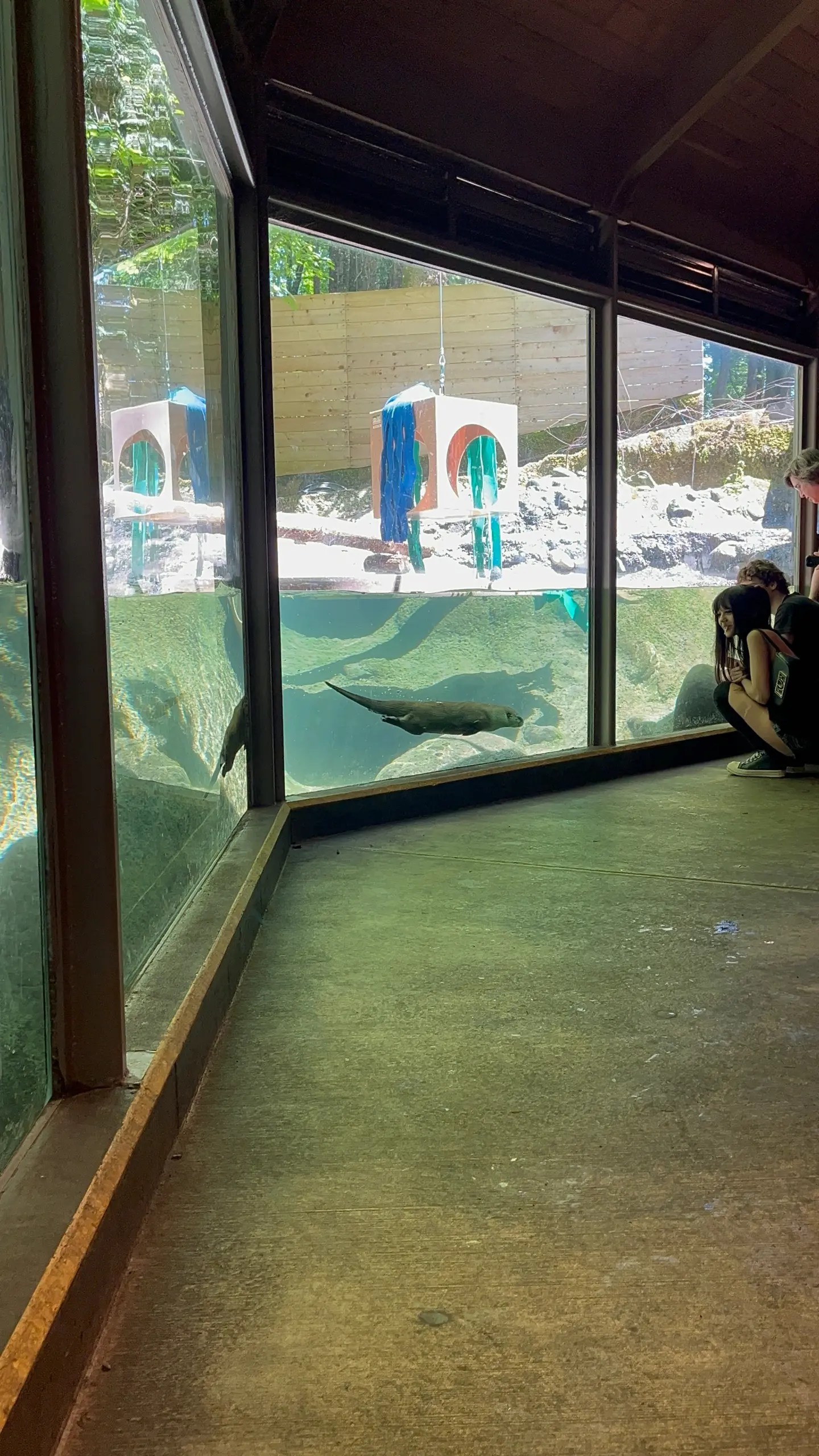 Photo of the River Otters at the Oregon Zoo swimming in their habitat as visitors to the zoo watch.