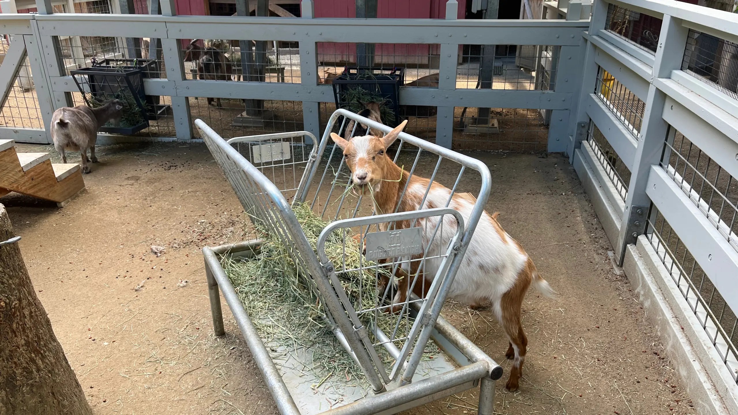 Photo of Jam the goat at the Oregon Zoo eating for hay while sticking their head through the feed holder.