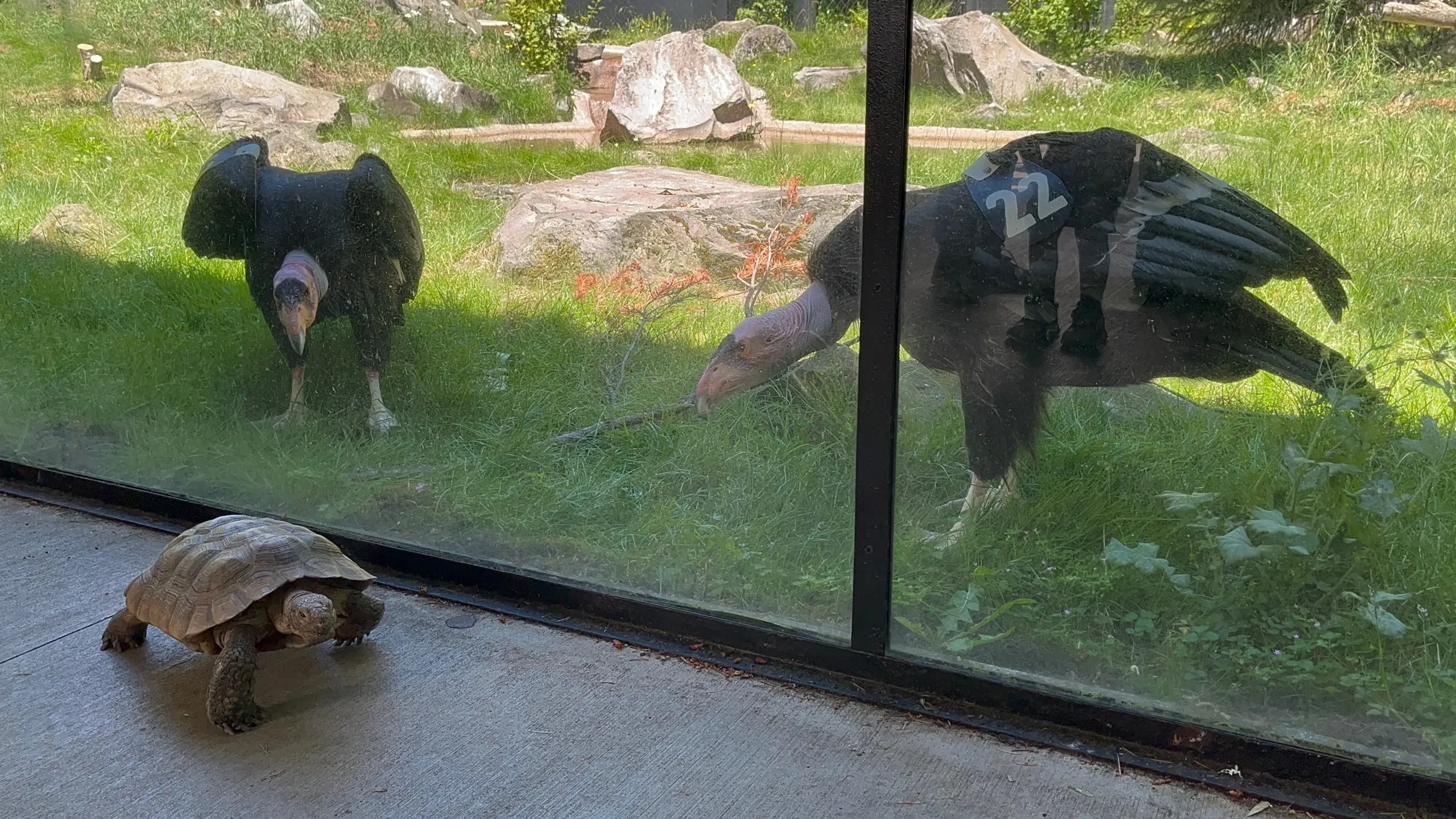 Photo of Priscilla the tortoise talking a walk in front of the glass of the condor habitat at the Oregon Zoo as two condors, 22 and 42, observe.
