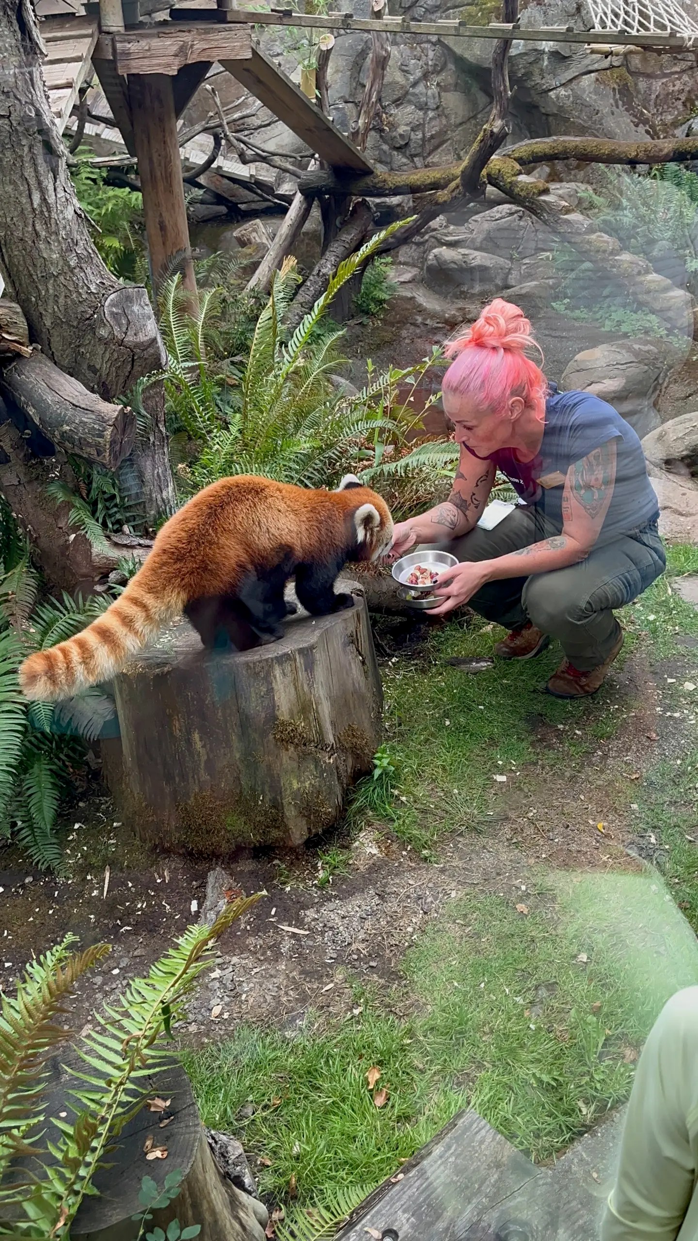 Photo of Liu, the male Red Panda at the Oregon Zoo, enjoying some treats from his keeper.
