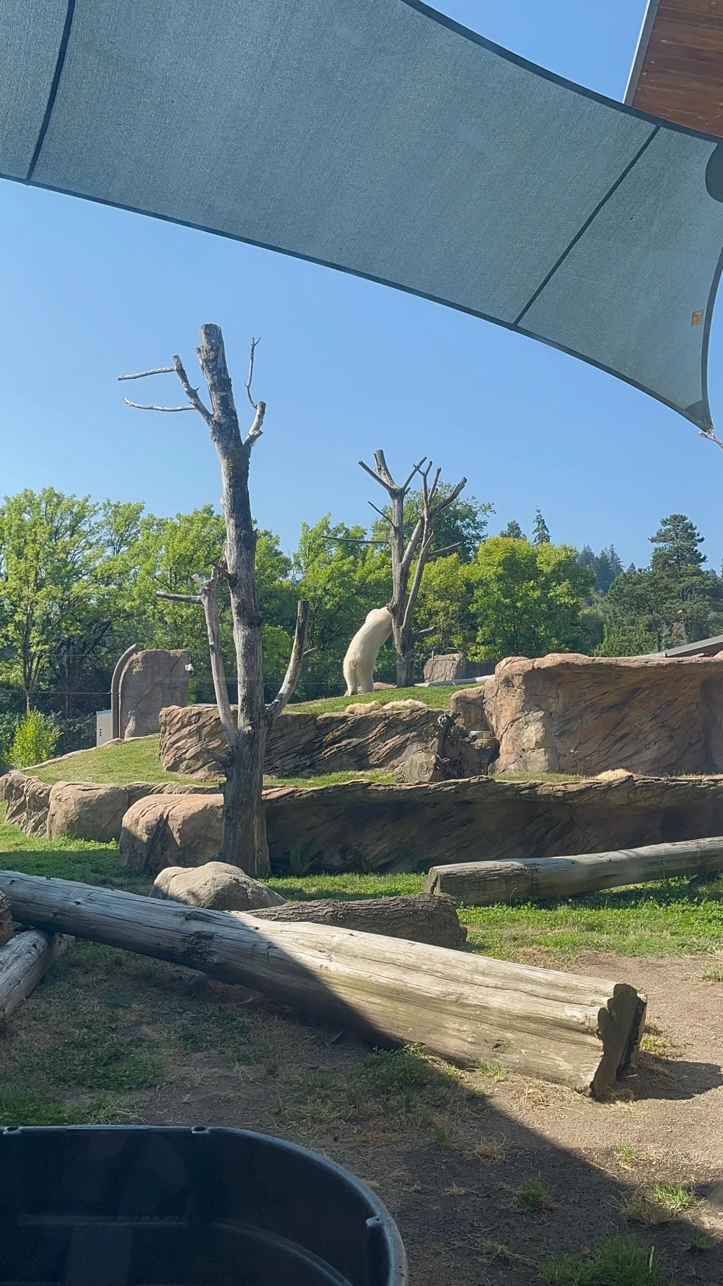 Photo of polar bear Kallik playing with a toy pickle hung in a tree in his habitat at the Oregon Zoo.
