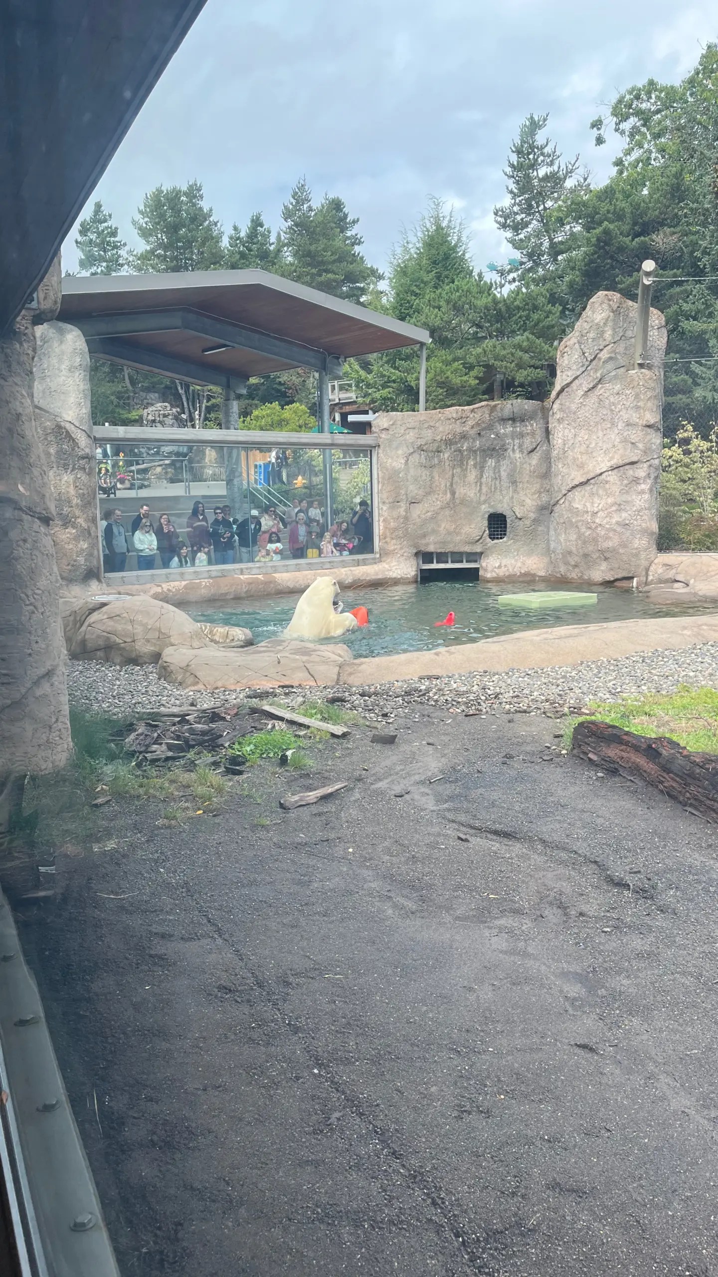 Photo of Kallik the polar bear at the Oregon Zoo playing with toys in his pool.
