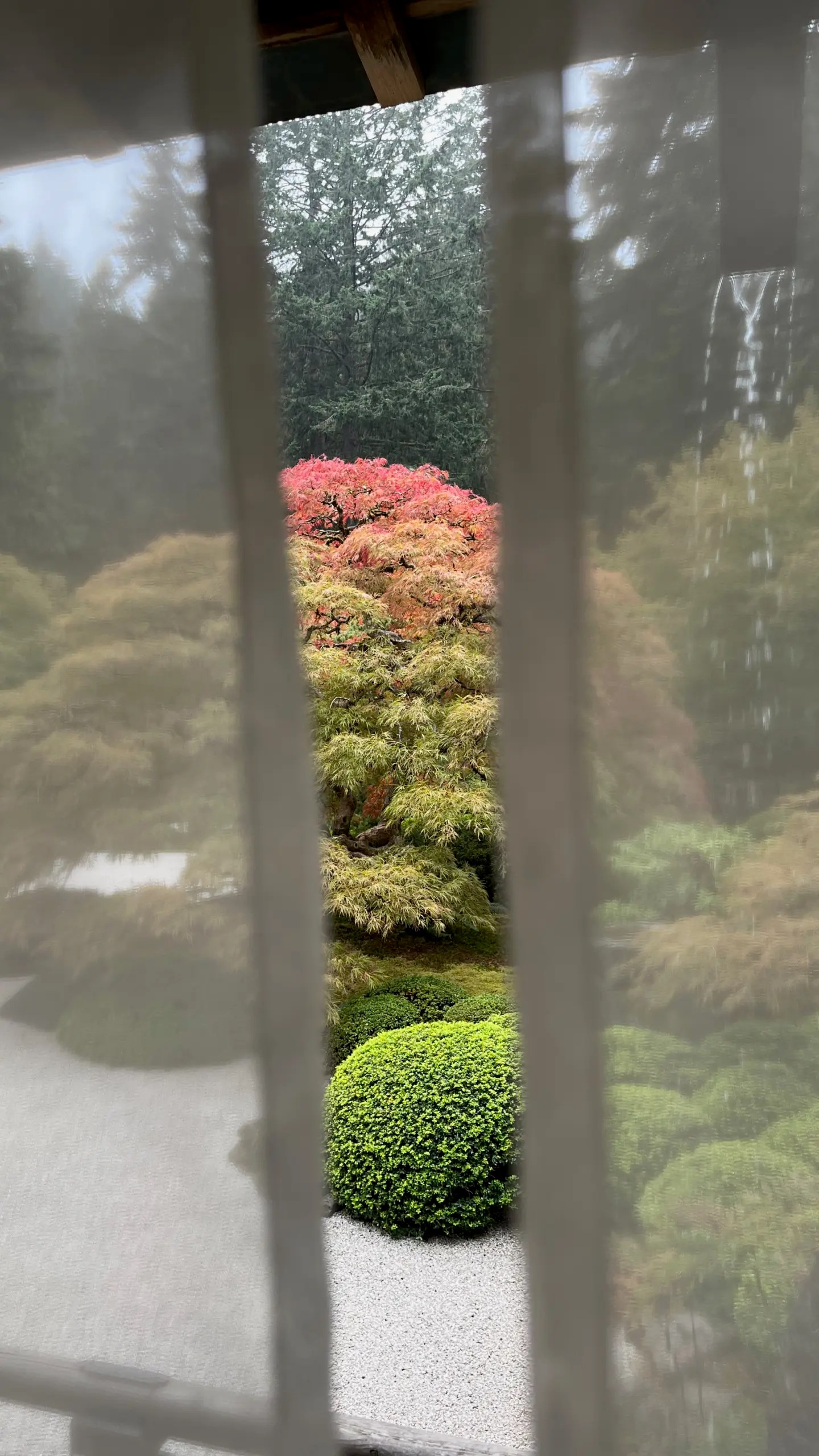 Photo of a maple in the Flat Garden beginning to turn colors seen through a noren installed in the Pavillion Gallery at the Portland Japanese Garden.