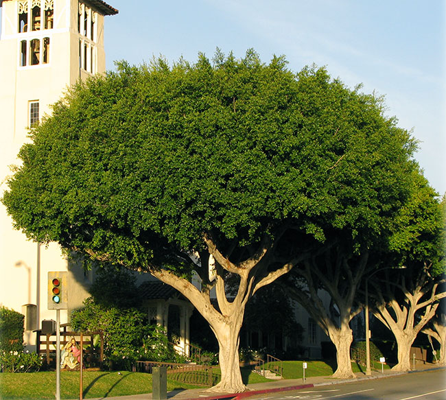 Bonsai Indian Tree - ALMOND TREE - BEAUTIFUL FLOWERING - BONSAI - PRUNUS DULCIS - Native cypress trees are evergreen, coniferous trees that, in the u.s., primarily grow in the west and southeast.