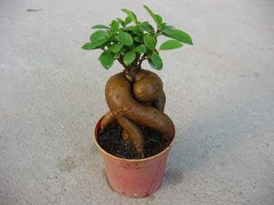 Ficus Ginseng Care