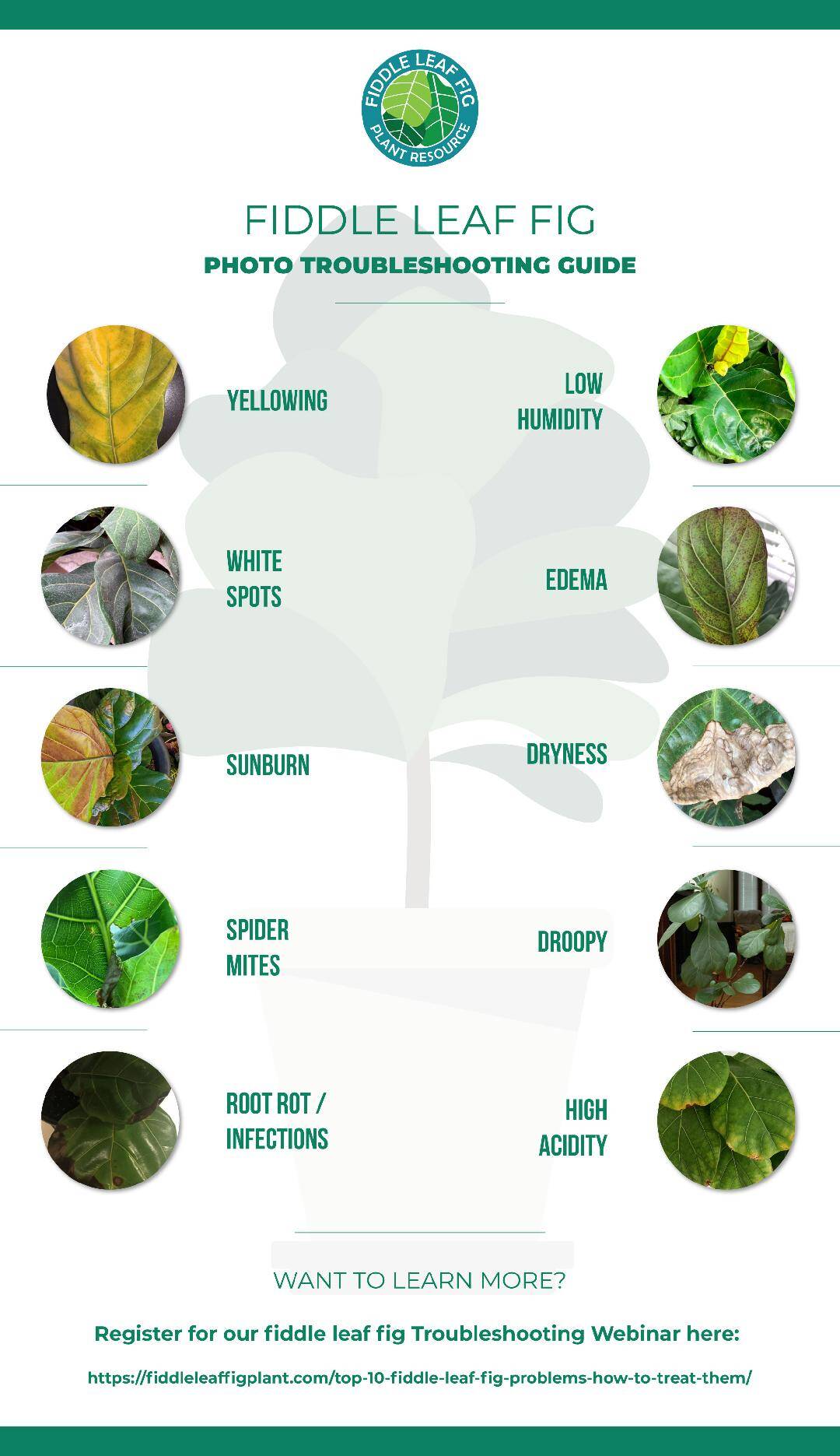Fiddle leaf fig spots: photo troubleshooting guide