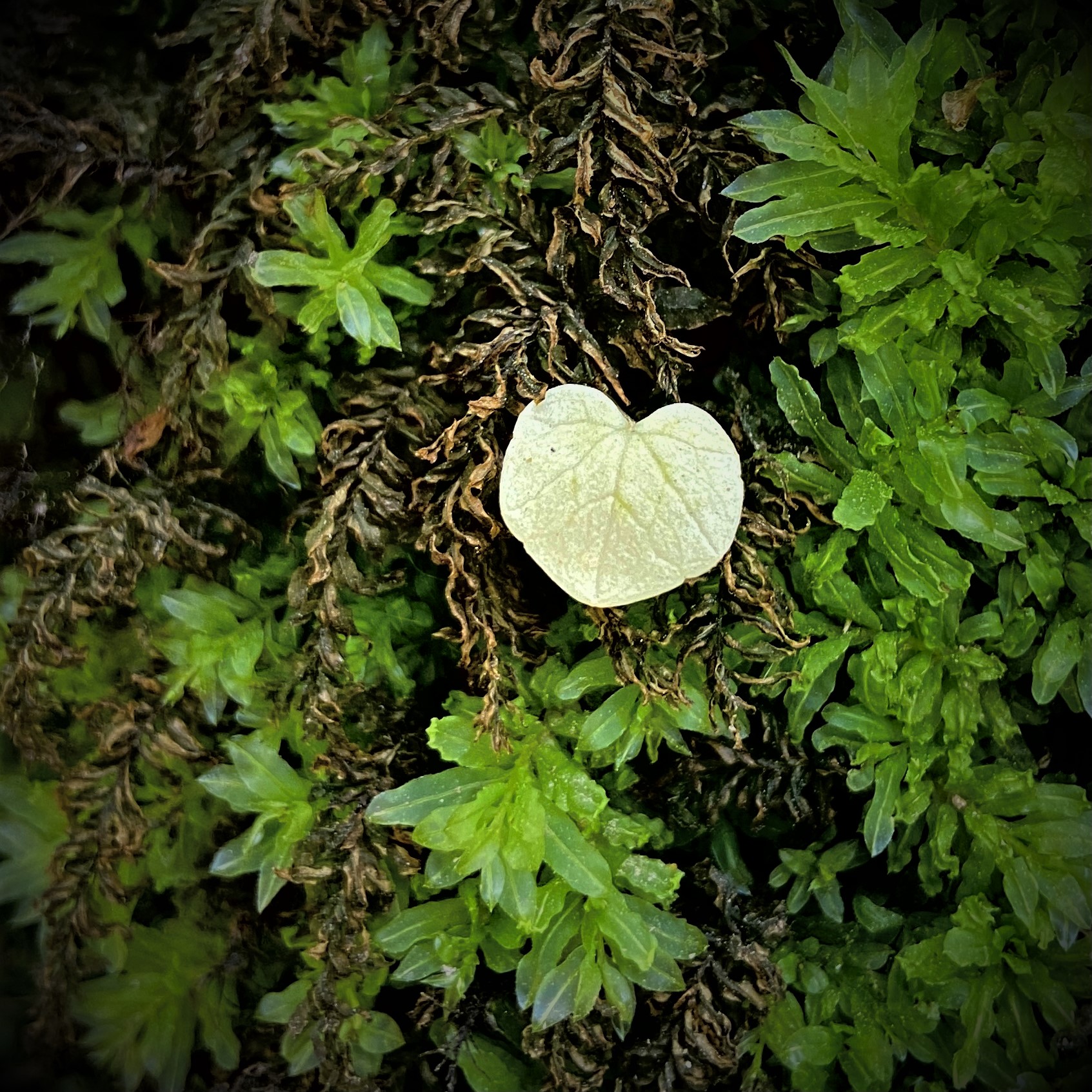Fundstück am Wegesrand :-)