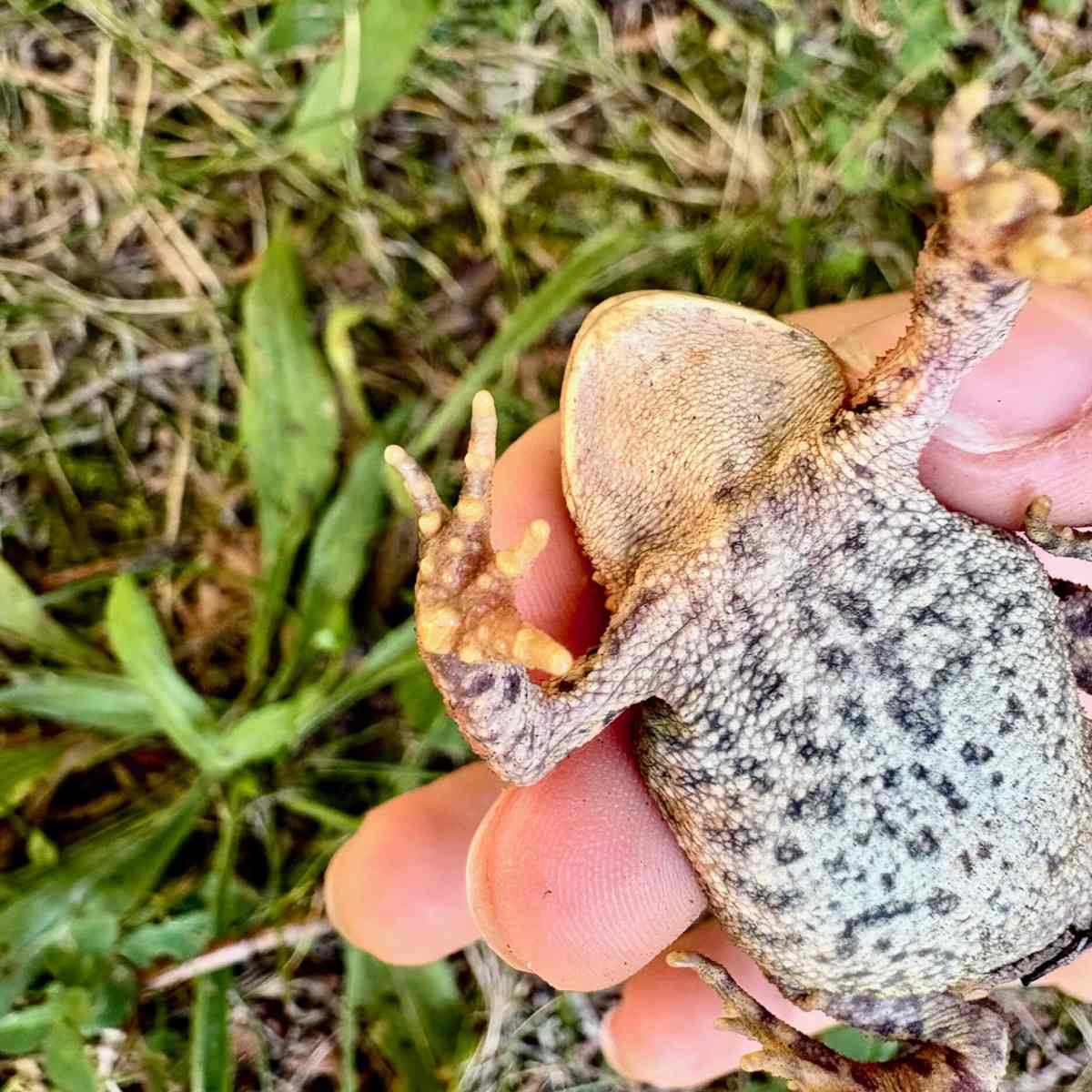 Toad tracks on a building site