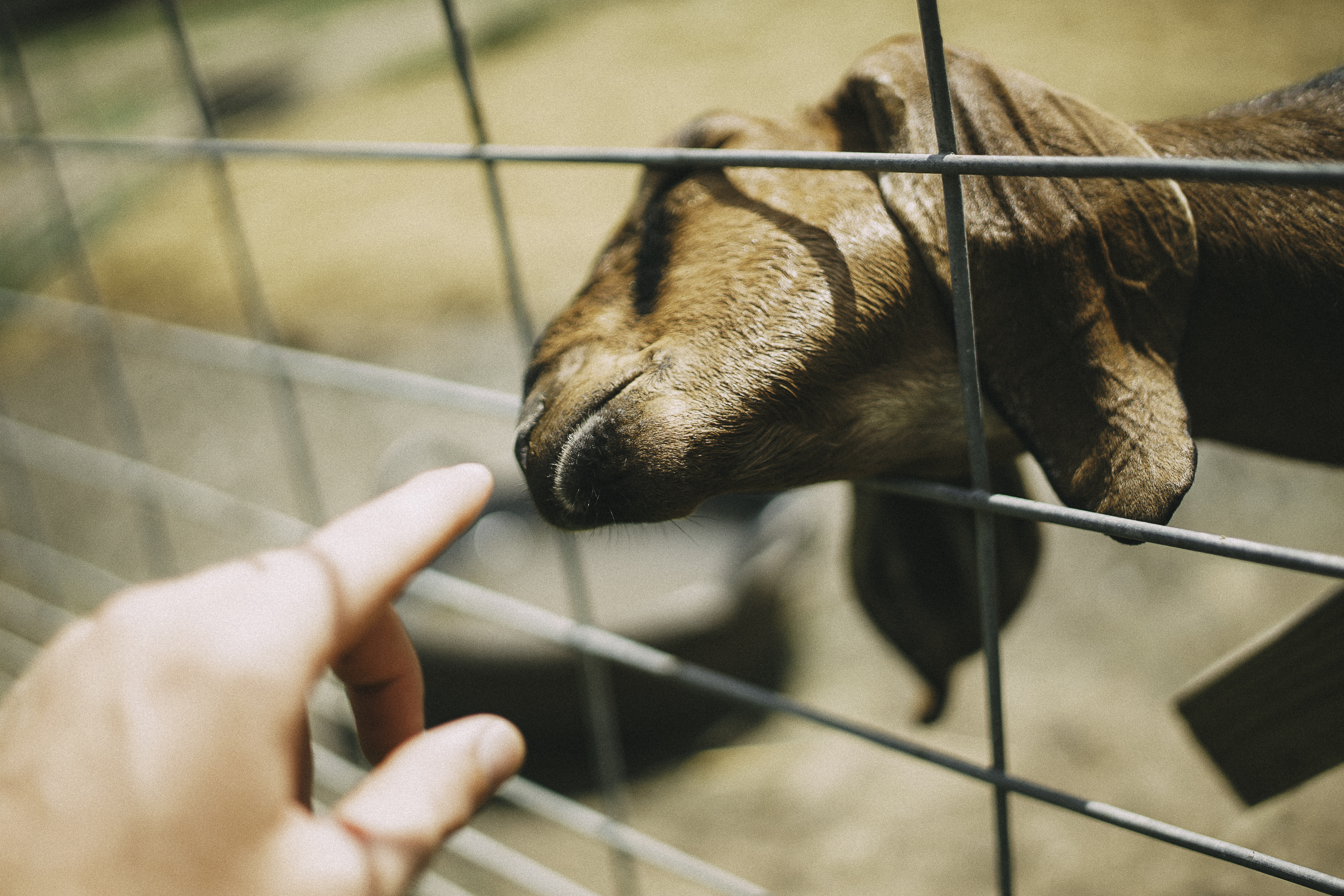 Fields of Zion International Agricultural Development Education Program