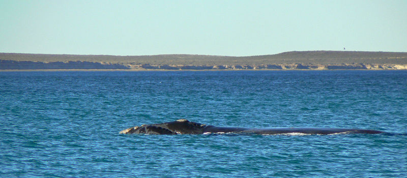 Póster de vídeo: Snorkel con Lobos Marinos en Madryn 2011