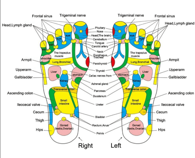 Foot Reflexology diagram that shows the various body parts and where their reflexes can be found on the bottom of the feet.
