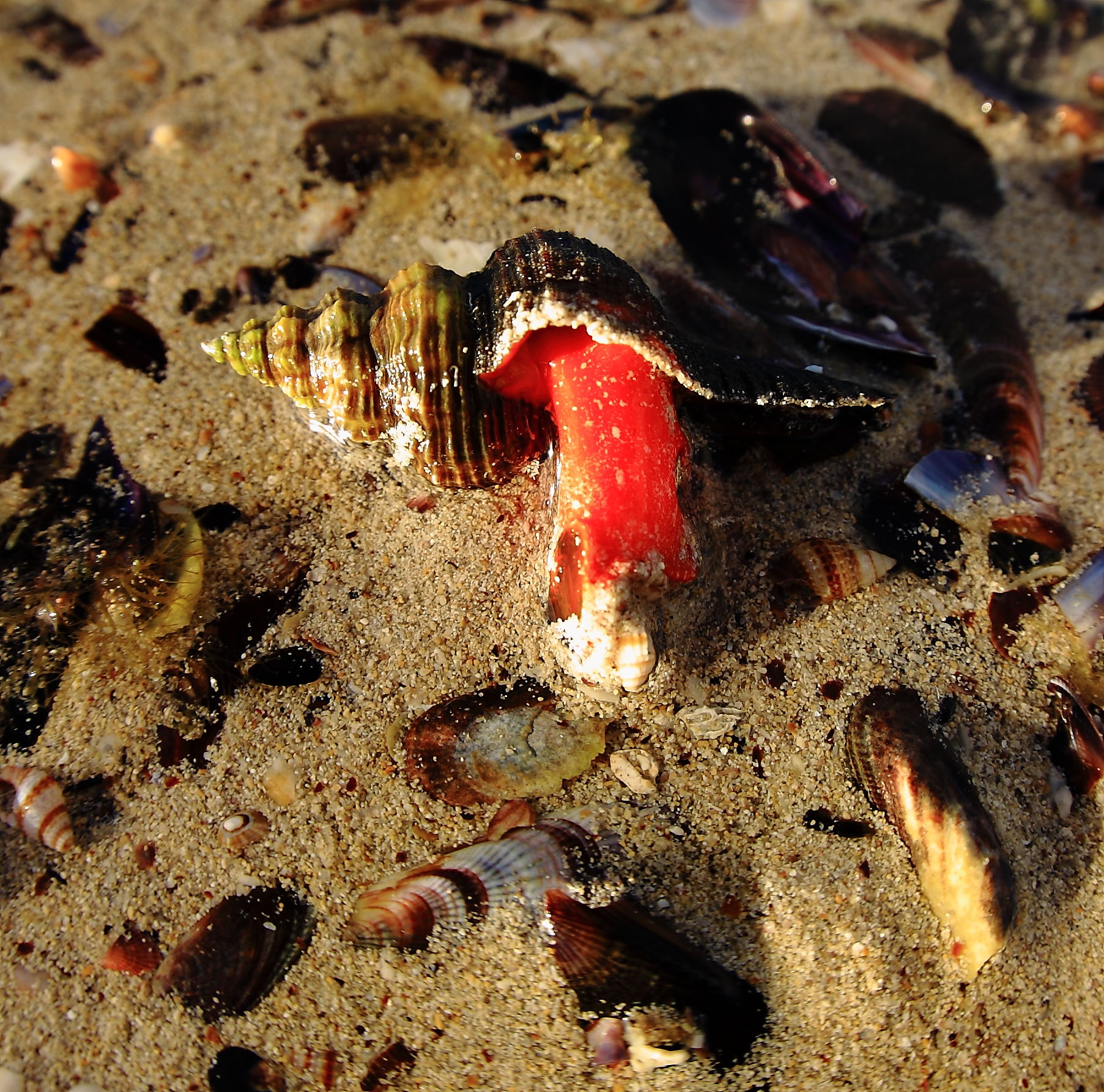 Shell on beach