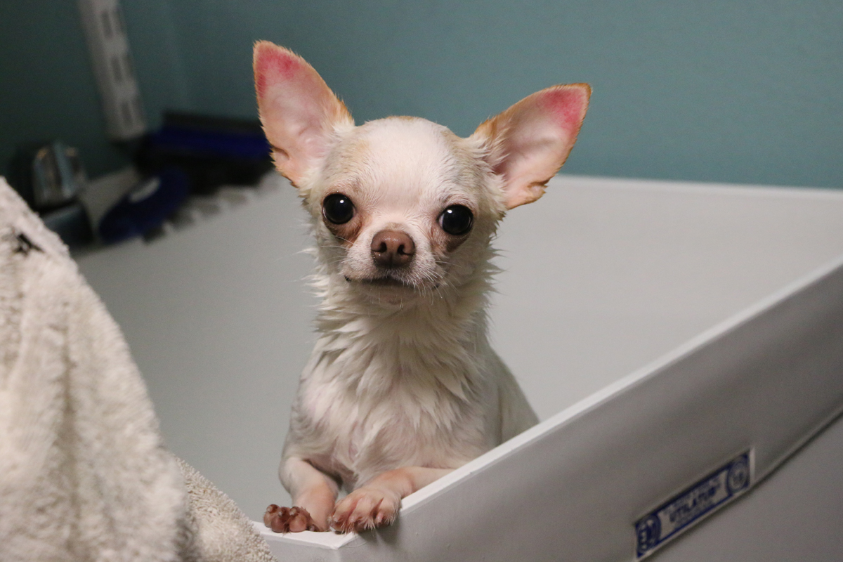 benadryl for chihuahua