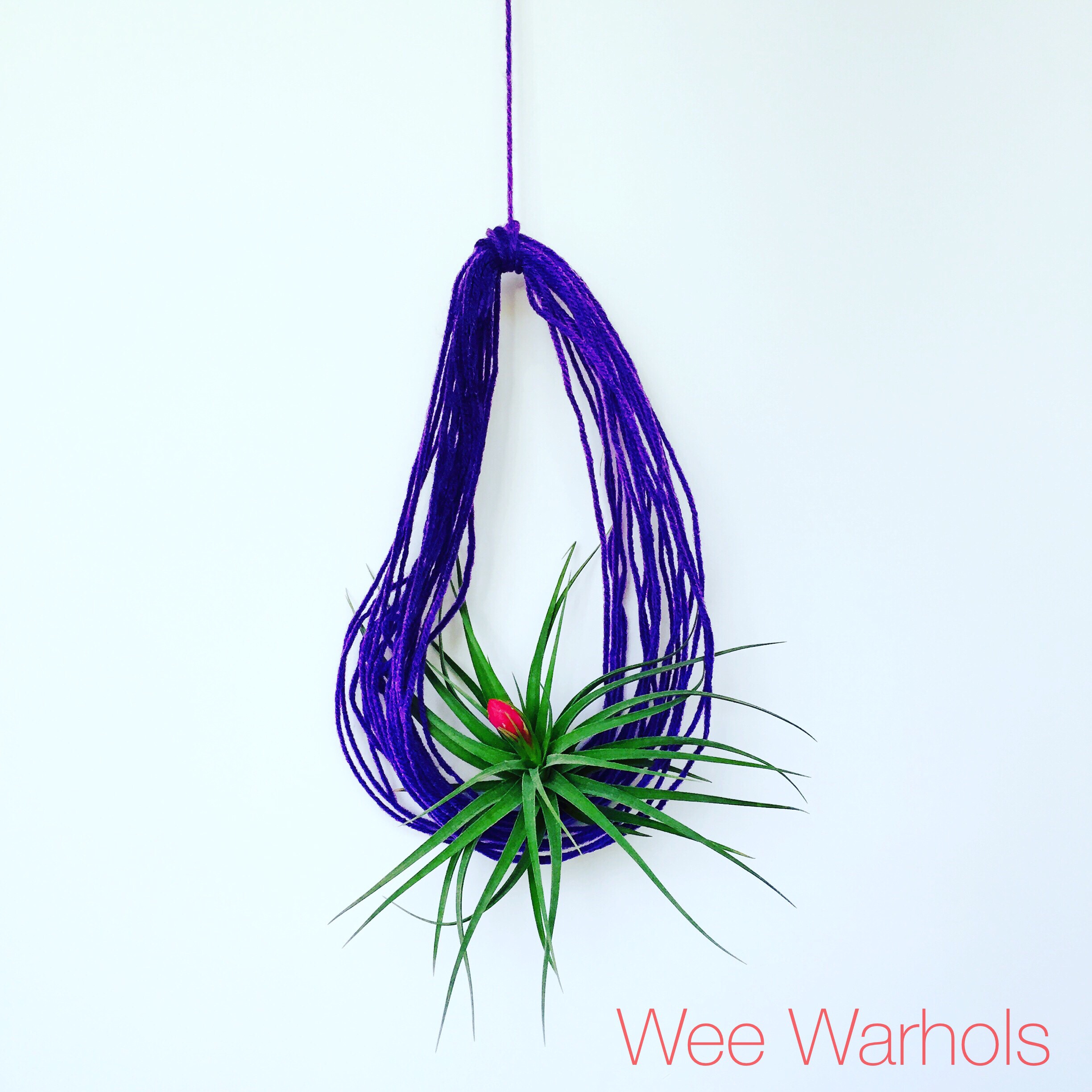 Wee Warhols, Austin, yarn, air plants, plant holder