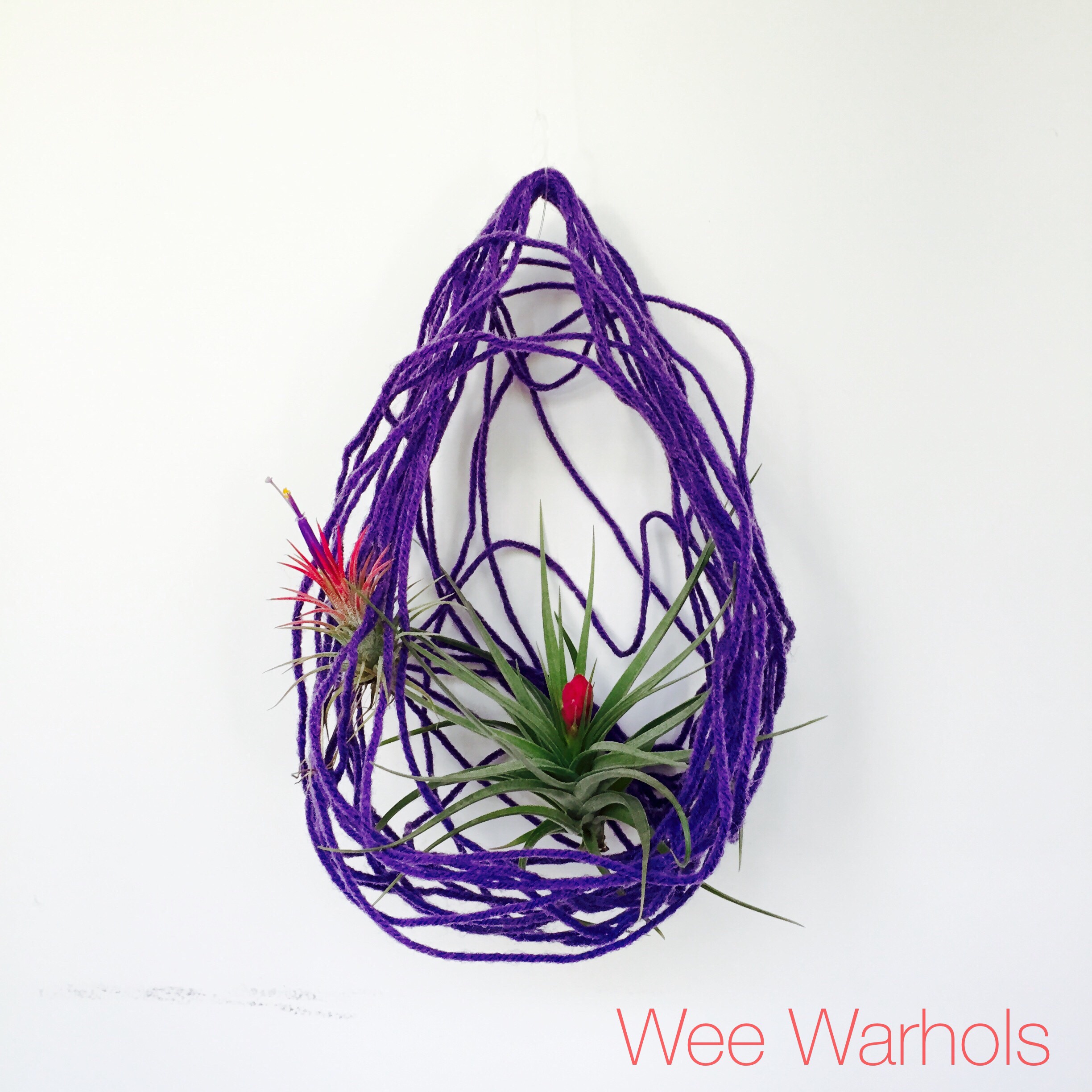 Wee Warhols, Austin, yarn, air plants, plant holder