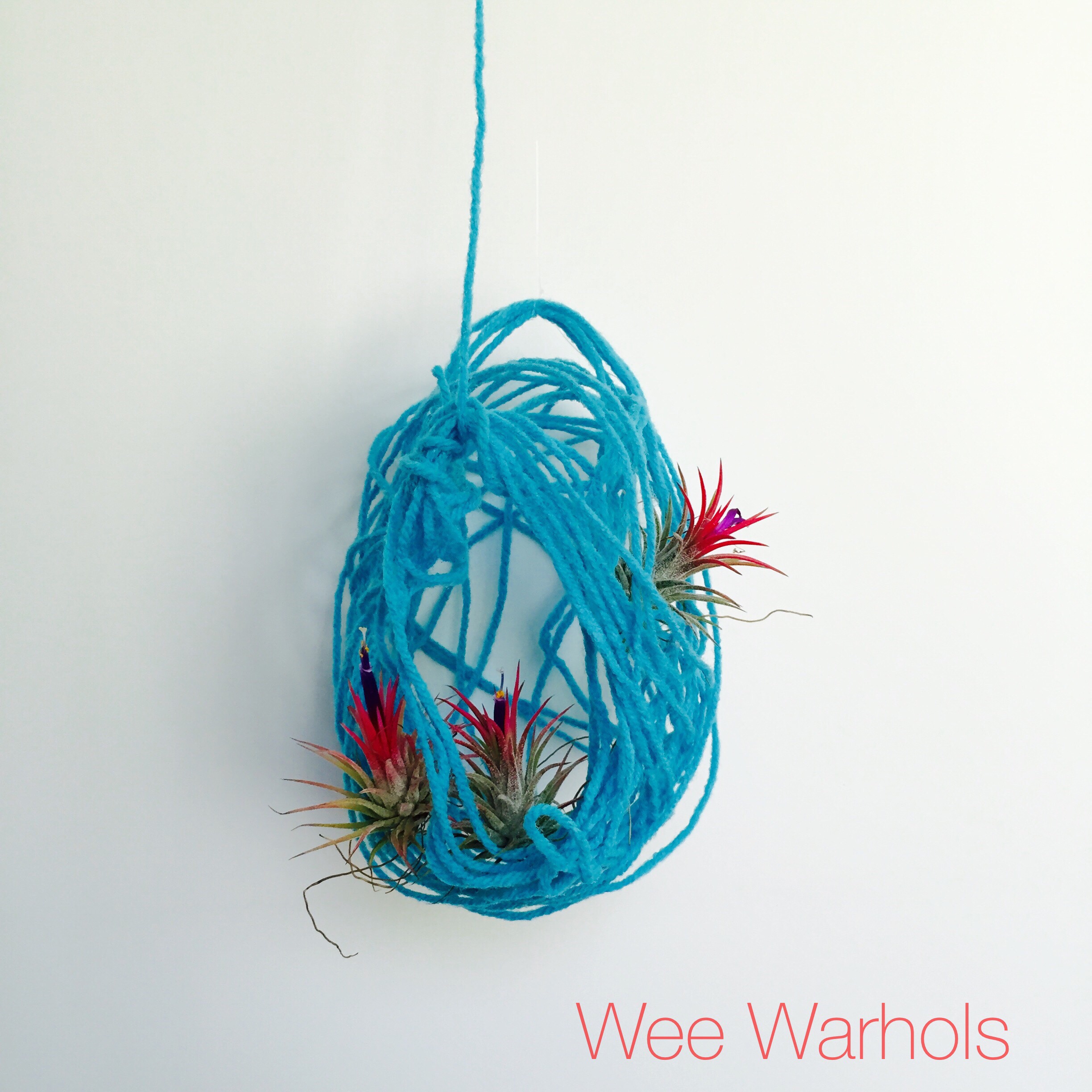 Wee Warhols, Austin, yarn, air plants, plant holder