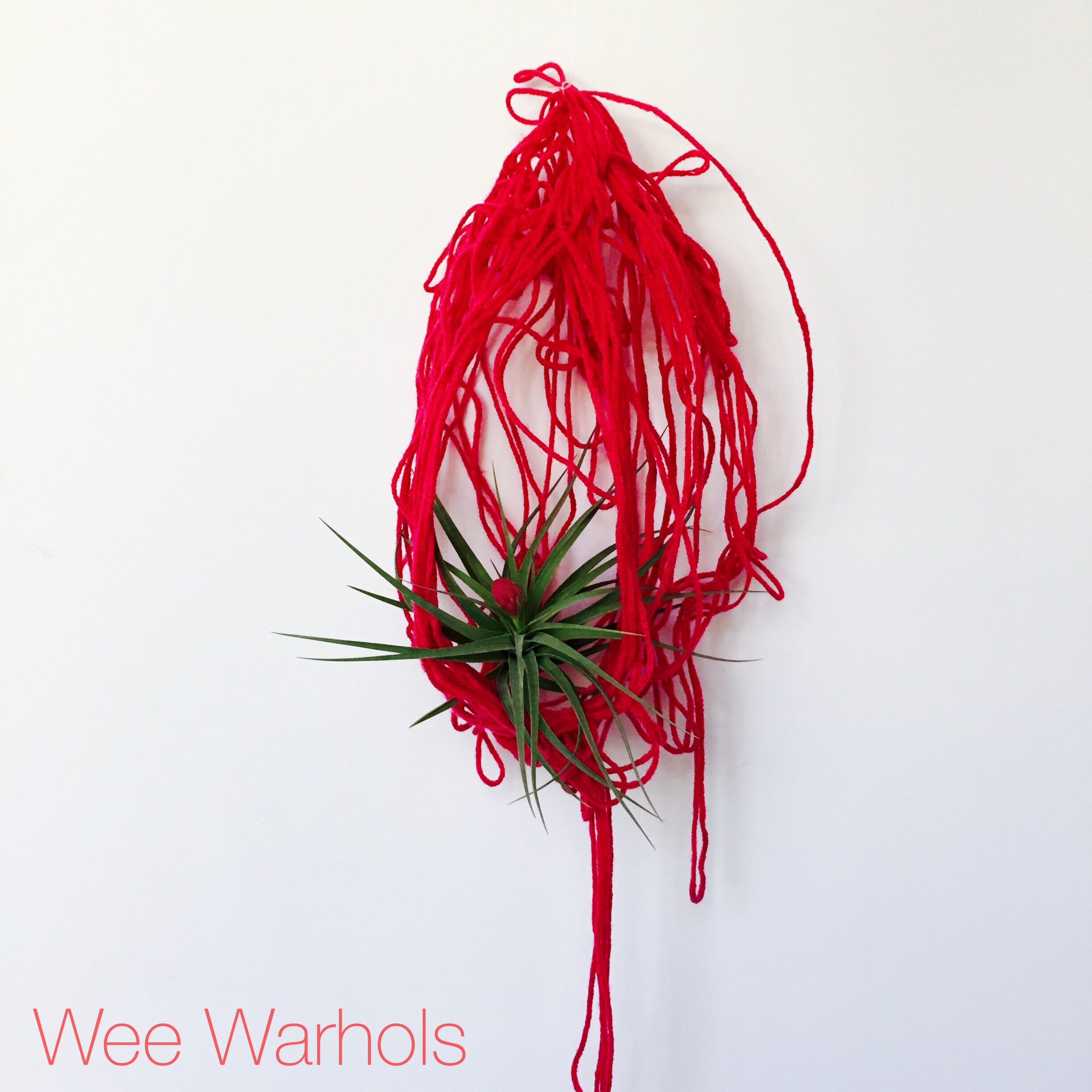 Wee Warhols, Austin, yarn, air plants, plant holder