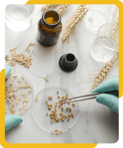 Lab research setup with wheat, petri dish, and vials — scientific testing