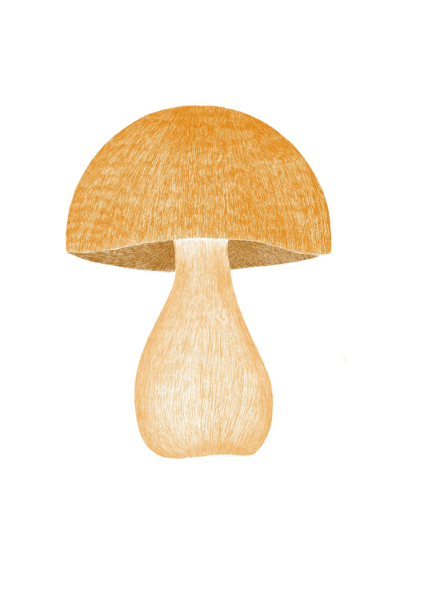 bolet1