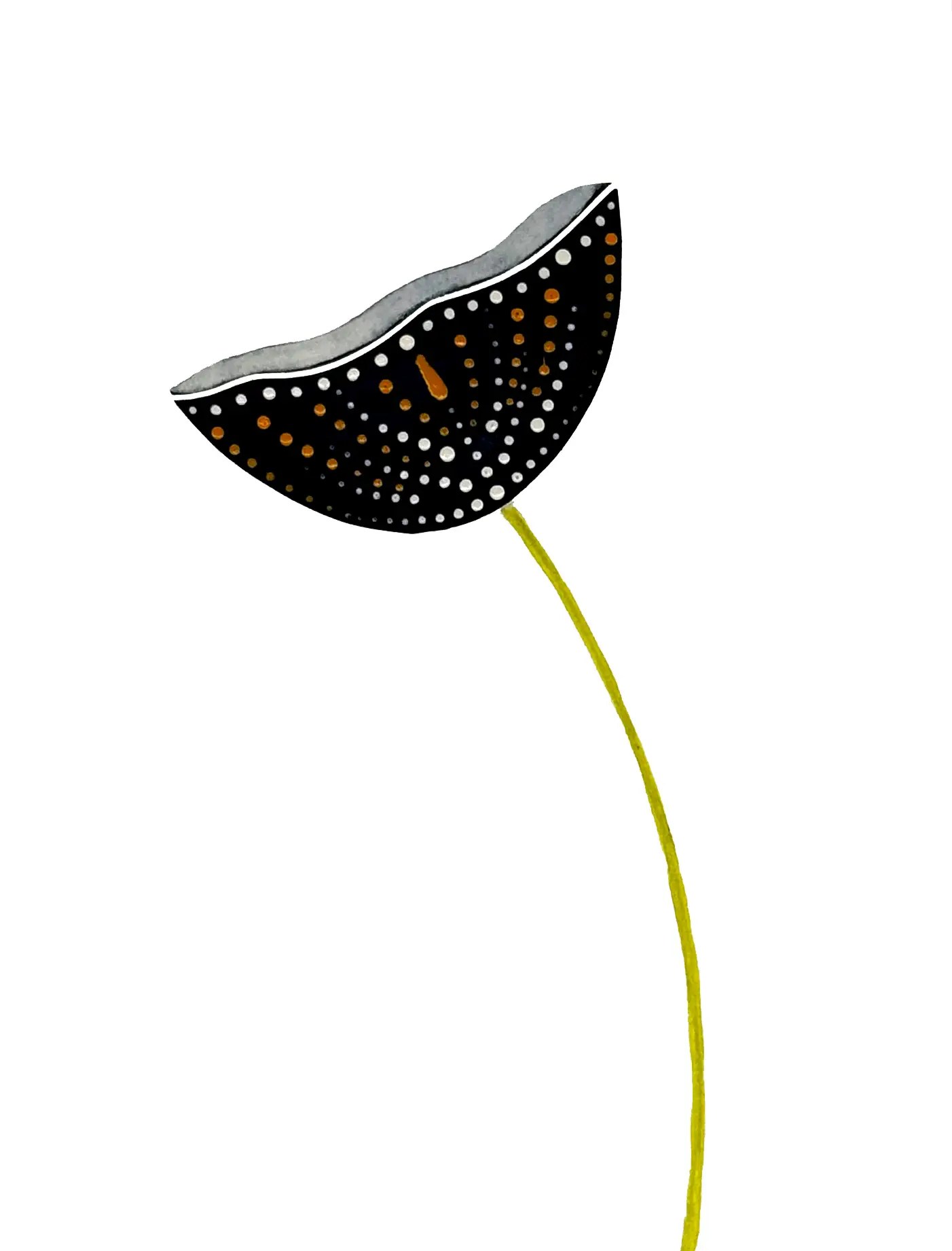 tulipa (1)