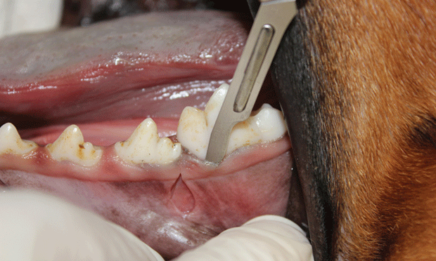 pix Canine Tooth Extraction extraction of the mandibular first molar in a dog clinician s brief
