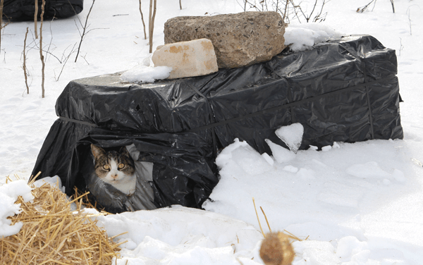 Shelters for sale (staten island)