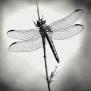 Ethereal Charm: Dragonfly Charcoal Art