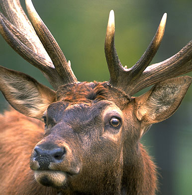 pix Mule Deer Nose Reference Photos petersen s bowhunting