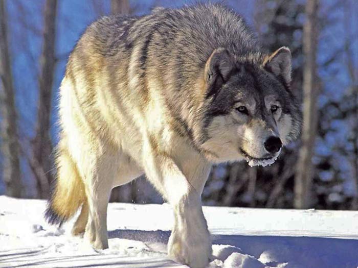 Canis lupus Canis lupus