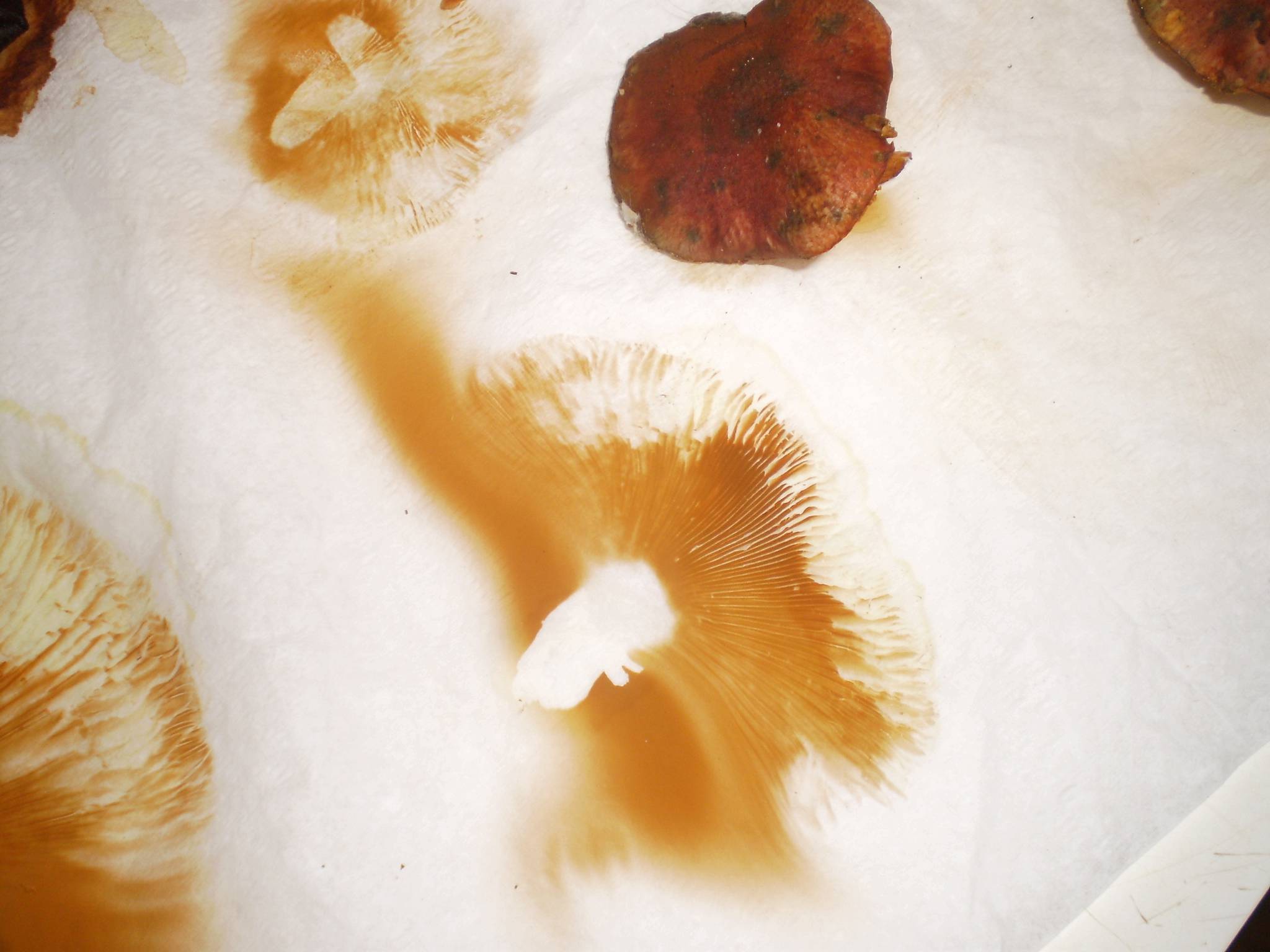 pix Identification Gymnopilus Purpuratus shroomery