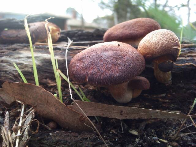 pic Identification Gymnopilus Purpuratus shroomery