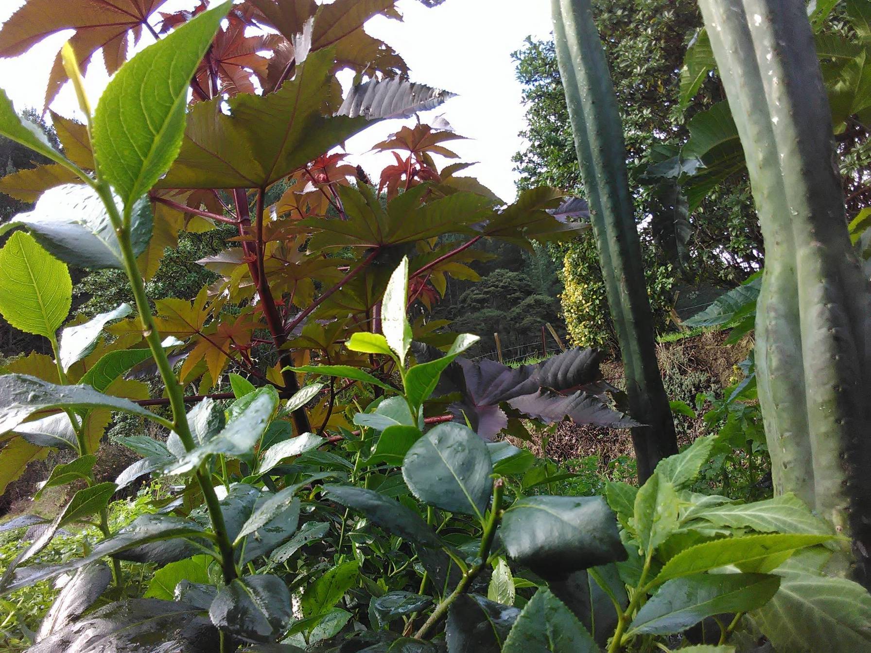 Puding belacan atau nama saintifiknya graptophyllum pictum merupakan pokok yang memiliki daun yang berwarna merah. Catha Edulis Red The Ethnobotanical Garden Shroomery Message Board