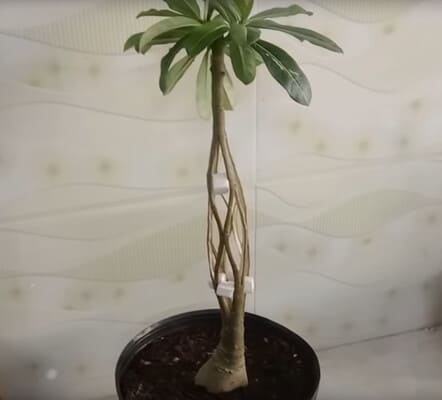 Exotische zimmerpflanzen, bonsai pflanzen, gartenblumen, orchideen, sukkulenten, schöne bilder, garten. Adenium Bonsai Art Sculpture Many Styles