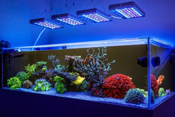 Aquarium Light in Madurai