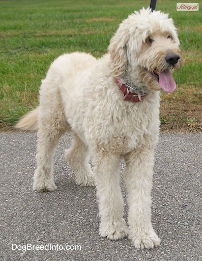 The best way to determine the temperament of a mixed breed is to look . 38 Åwietnych psÃ³w, ktÃ³re sÄ krzyÅ¼Ã³wkami rÃ³Å¼nych ras.