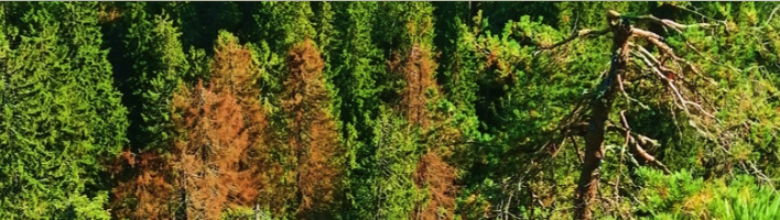 aerial photo of a forest with dead trees among living trees