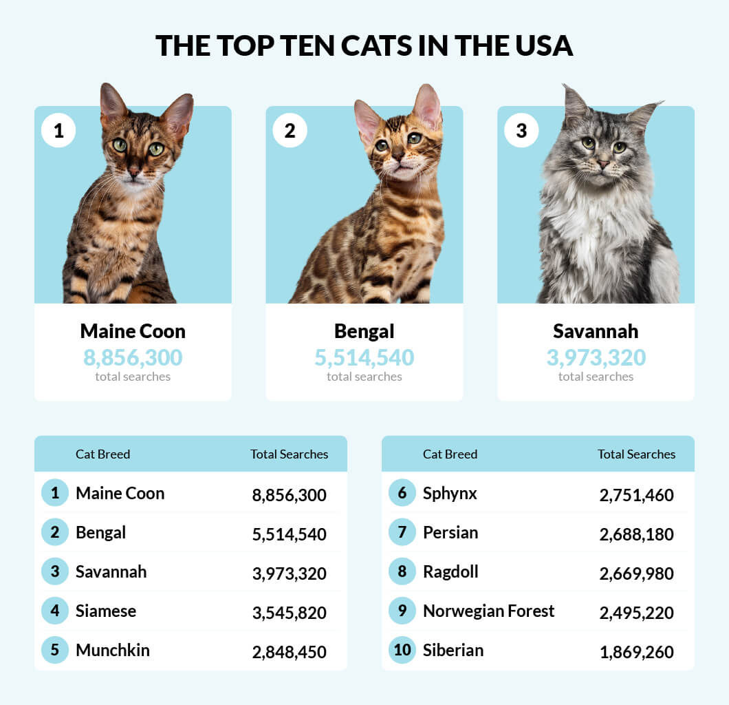Types of house cats in america
