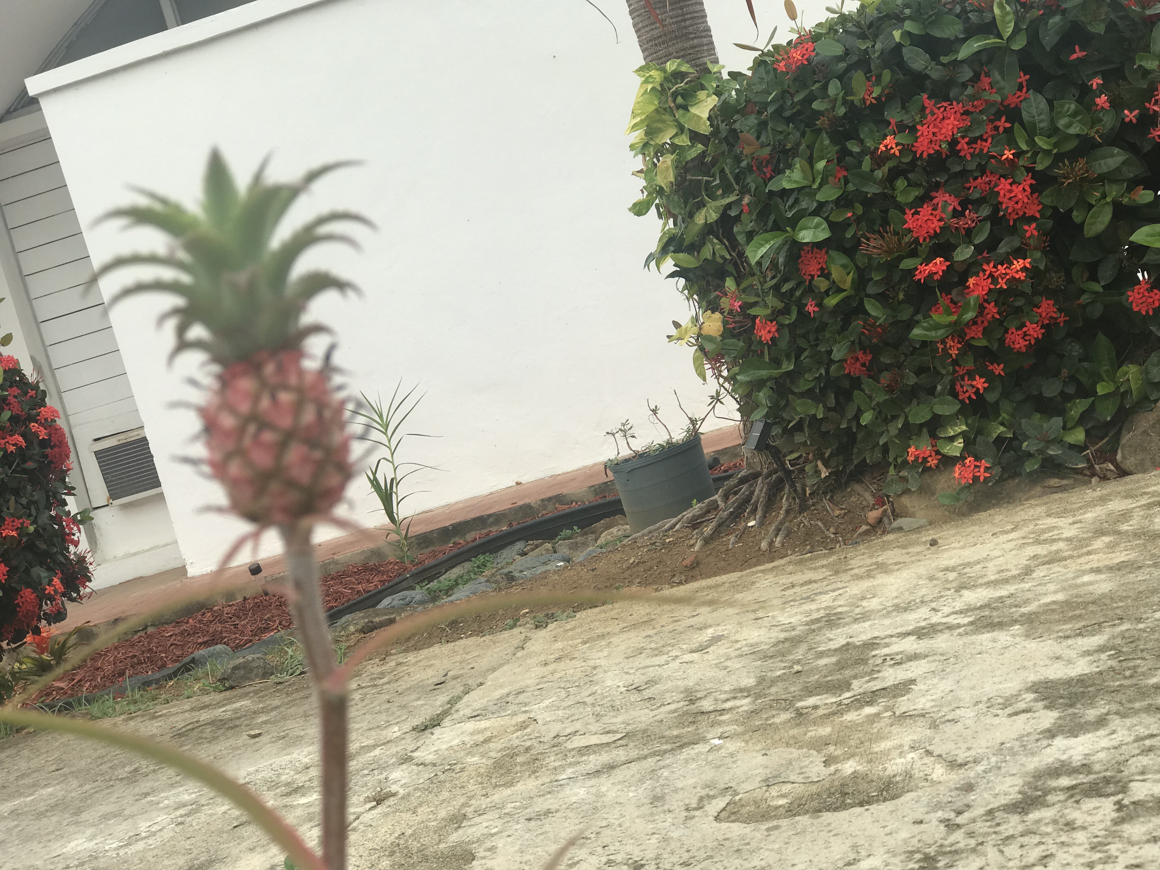 Who doesn't love baby pineapples
