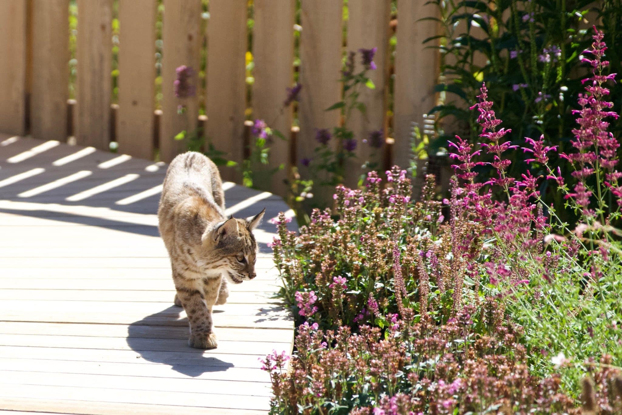 A juvenile bobcat walks along the boardwalk, peering into the foliage for prey.