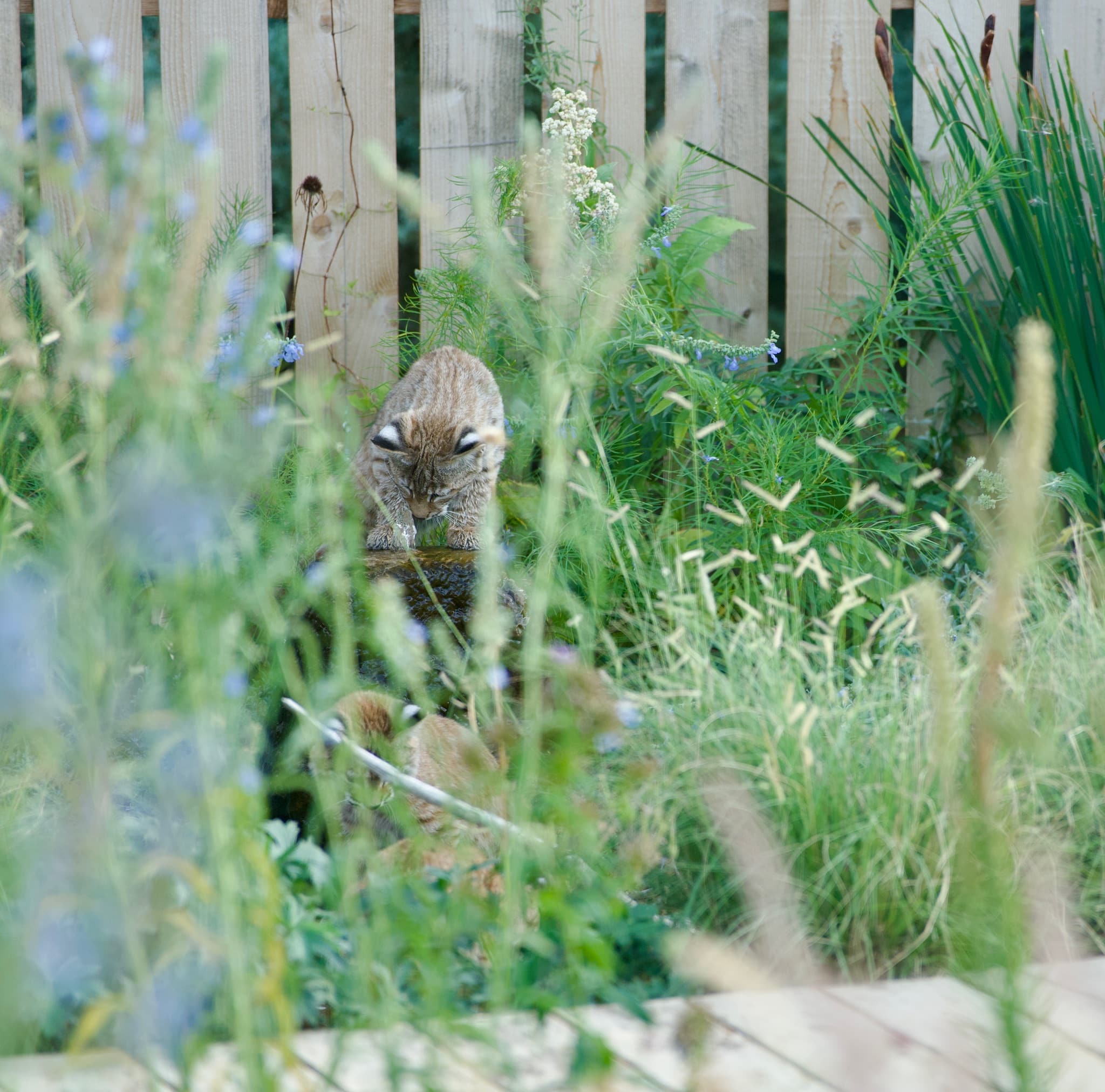 Through the foliage, you can see 3 young bobcats playing in the pond. One is fascinated by the stone with water bubbling out the top.