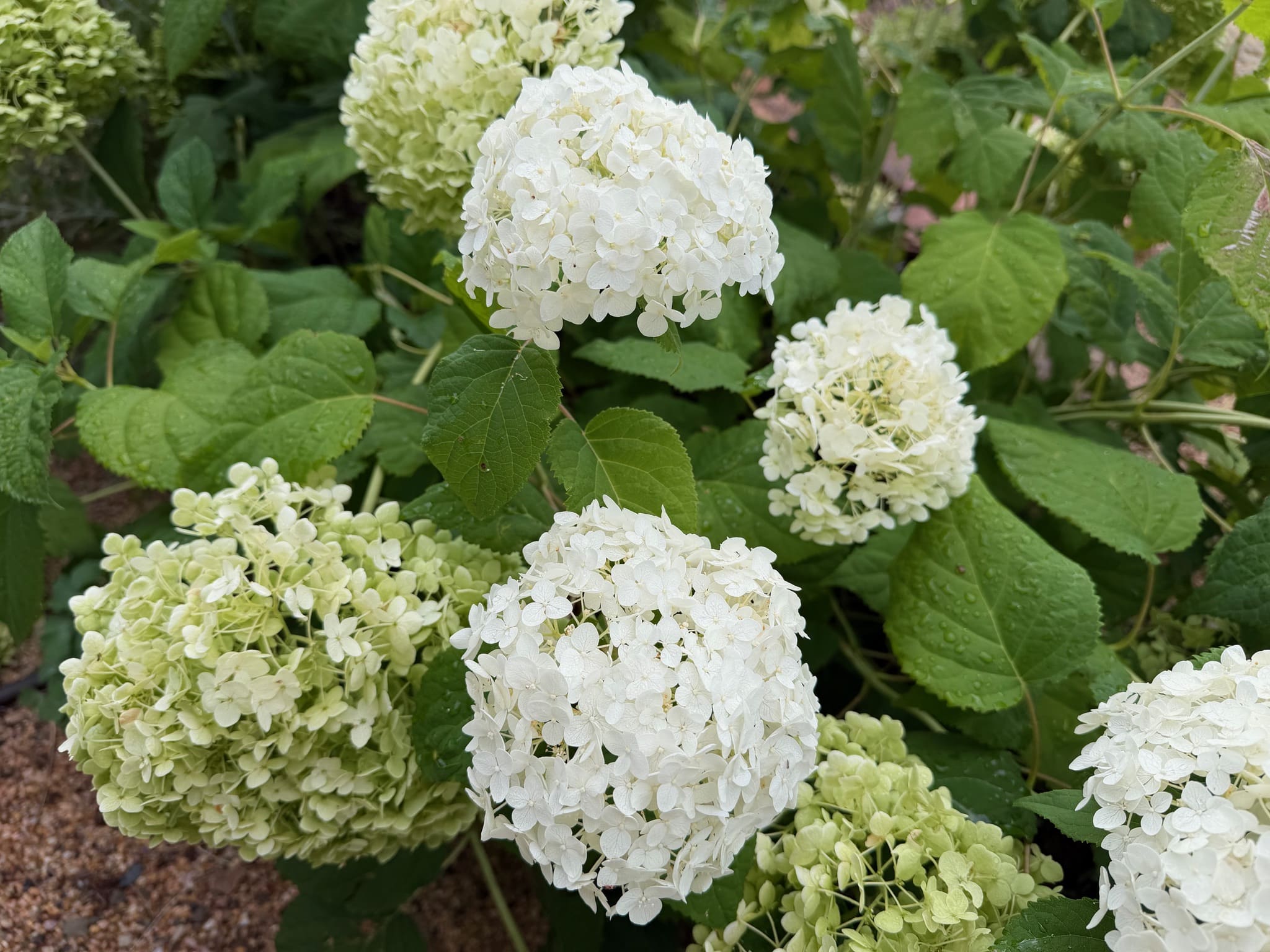 Huge white balls of Smooth Hydrangea arborescens Annabelle