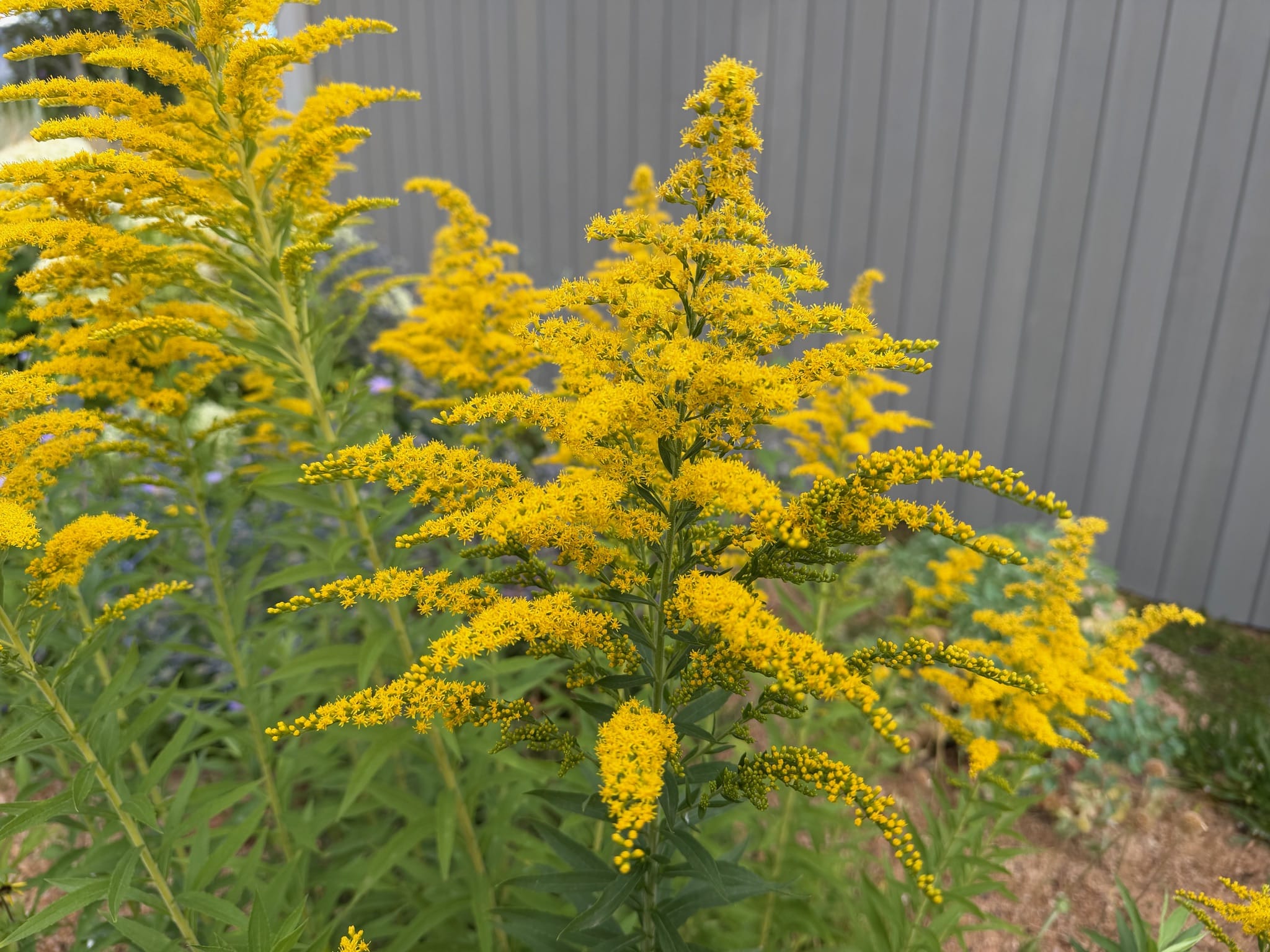 A tall goldenrod, Solidago gigantea plant topped with many tiers of puffy, yellow branches.