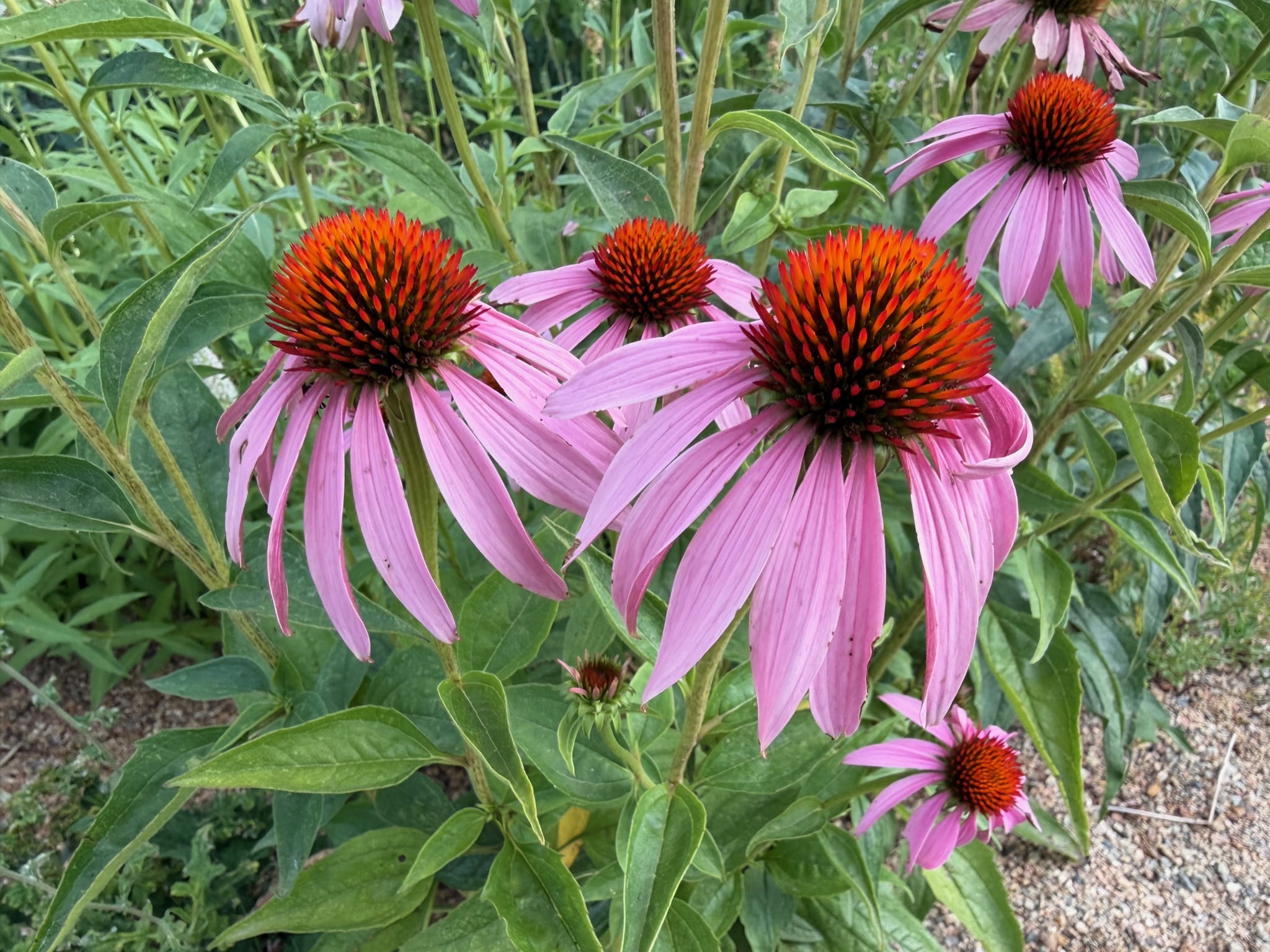Coneflower, Echinacea purpurea with spiny burnt orange center and cascading pink petals.