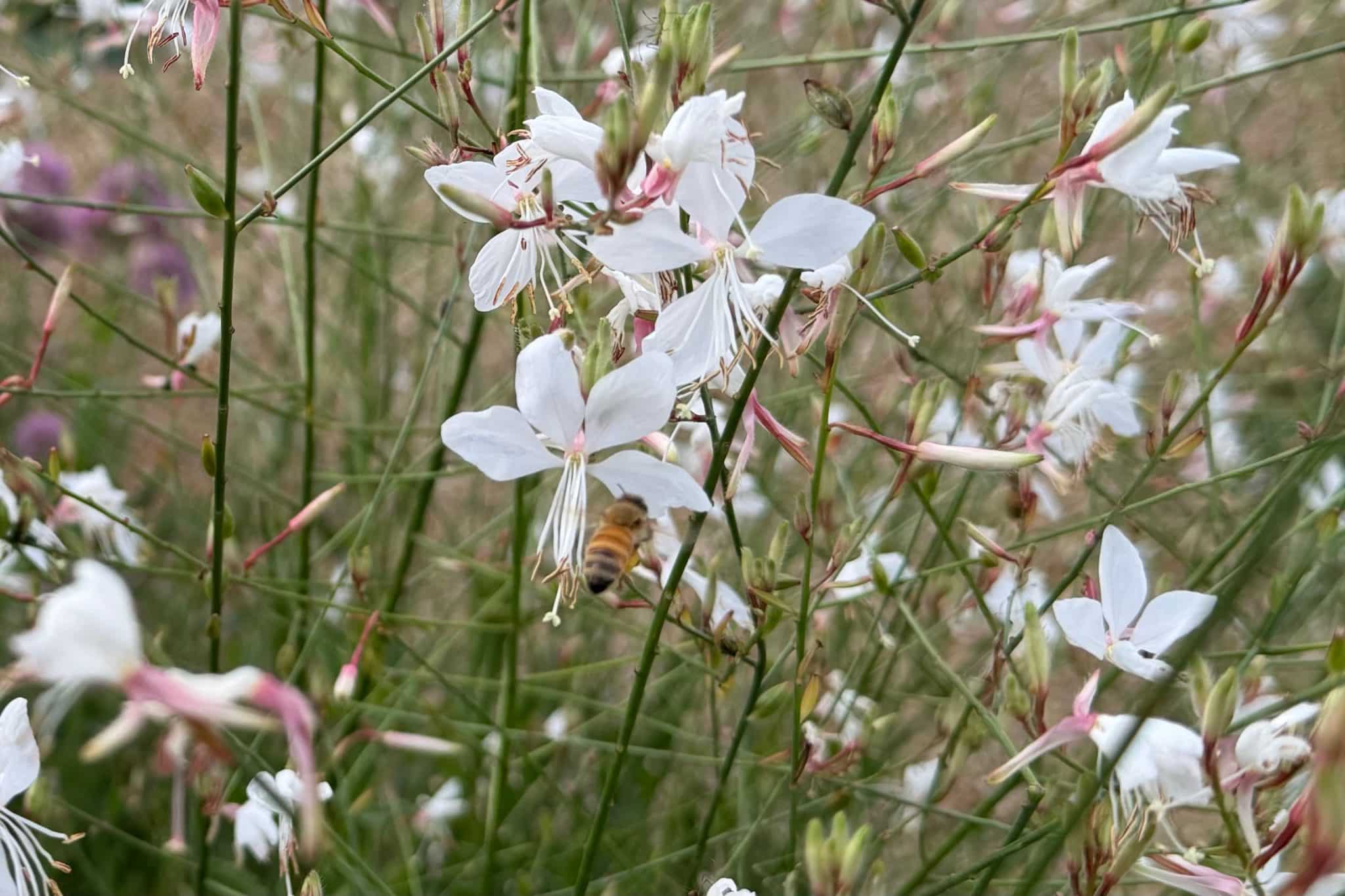 Dancing white, star-shaped petals of Whirling Butterflies or Gaura lindheimeri