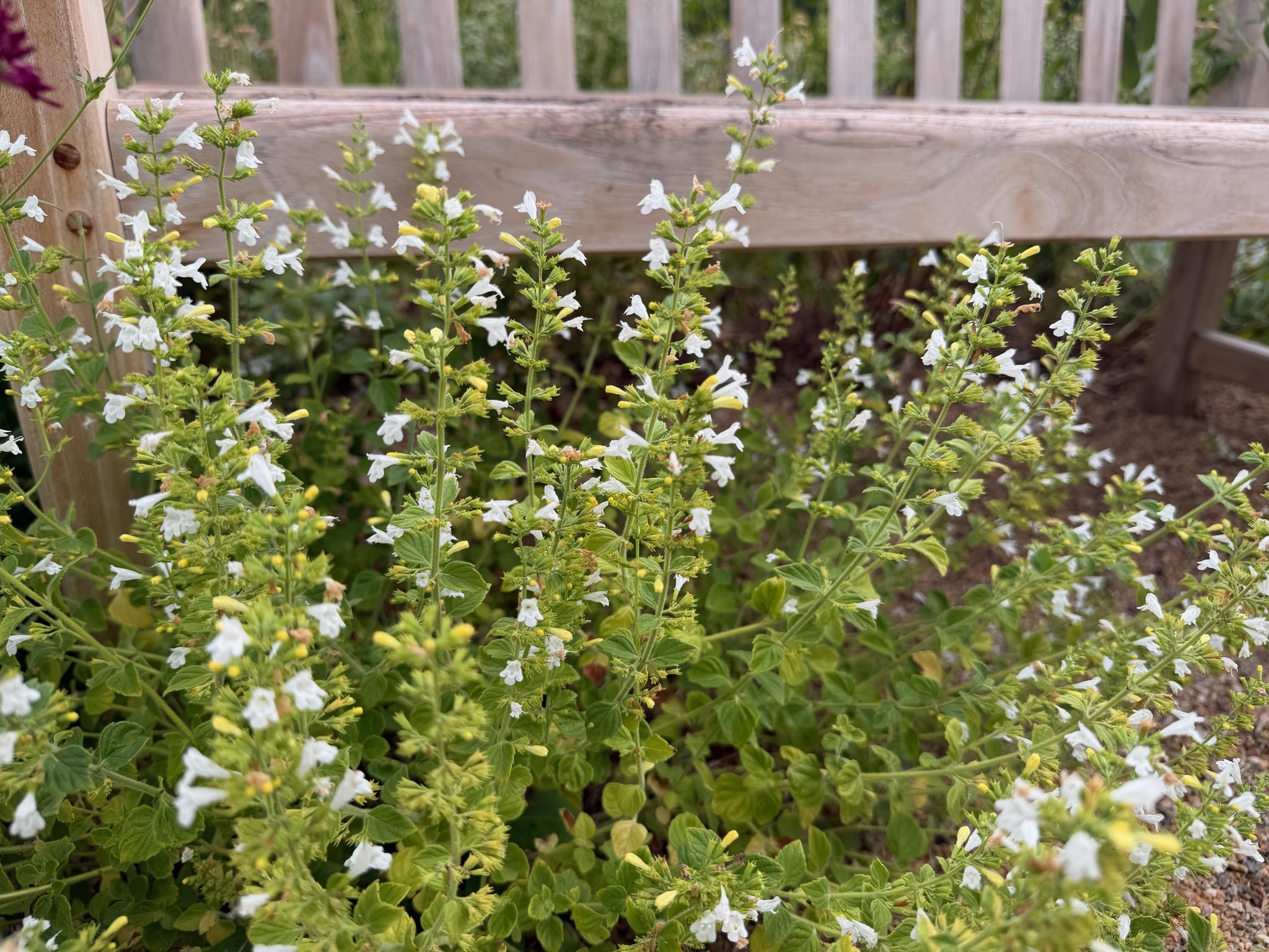 Calamintha nepeta's round form with many tiny, white flowers