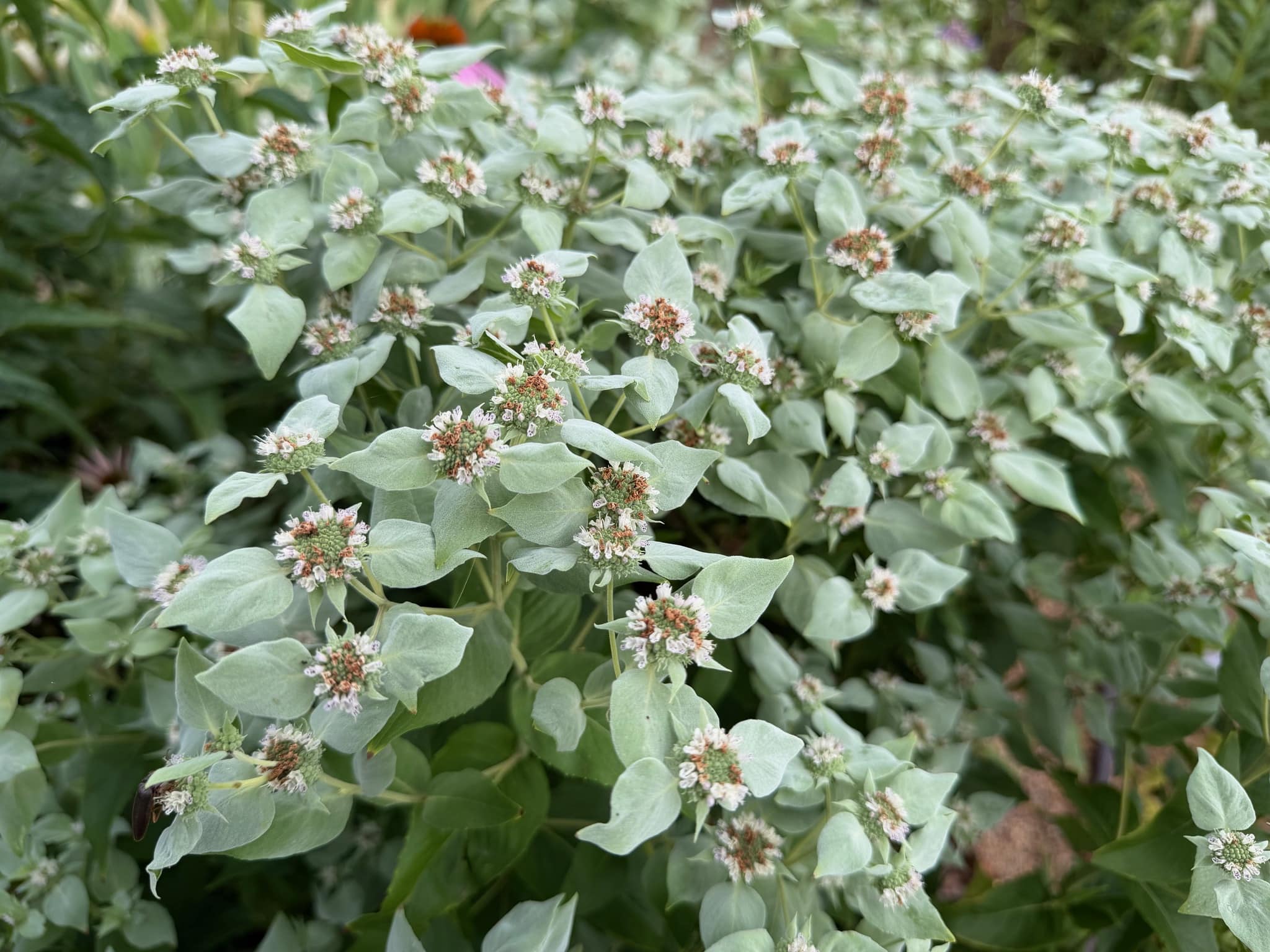 Mountain Mint or Pycnanthemum muticum with silver-green leaves topped by circular buttons with tiny white flowers is a bee favorite.