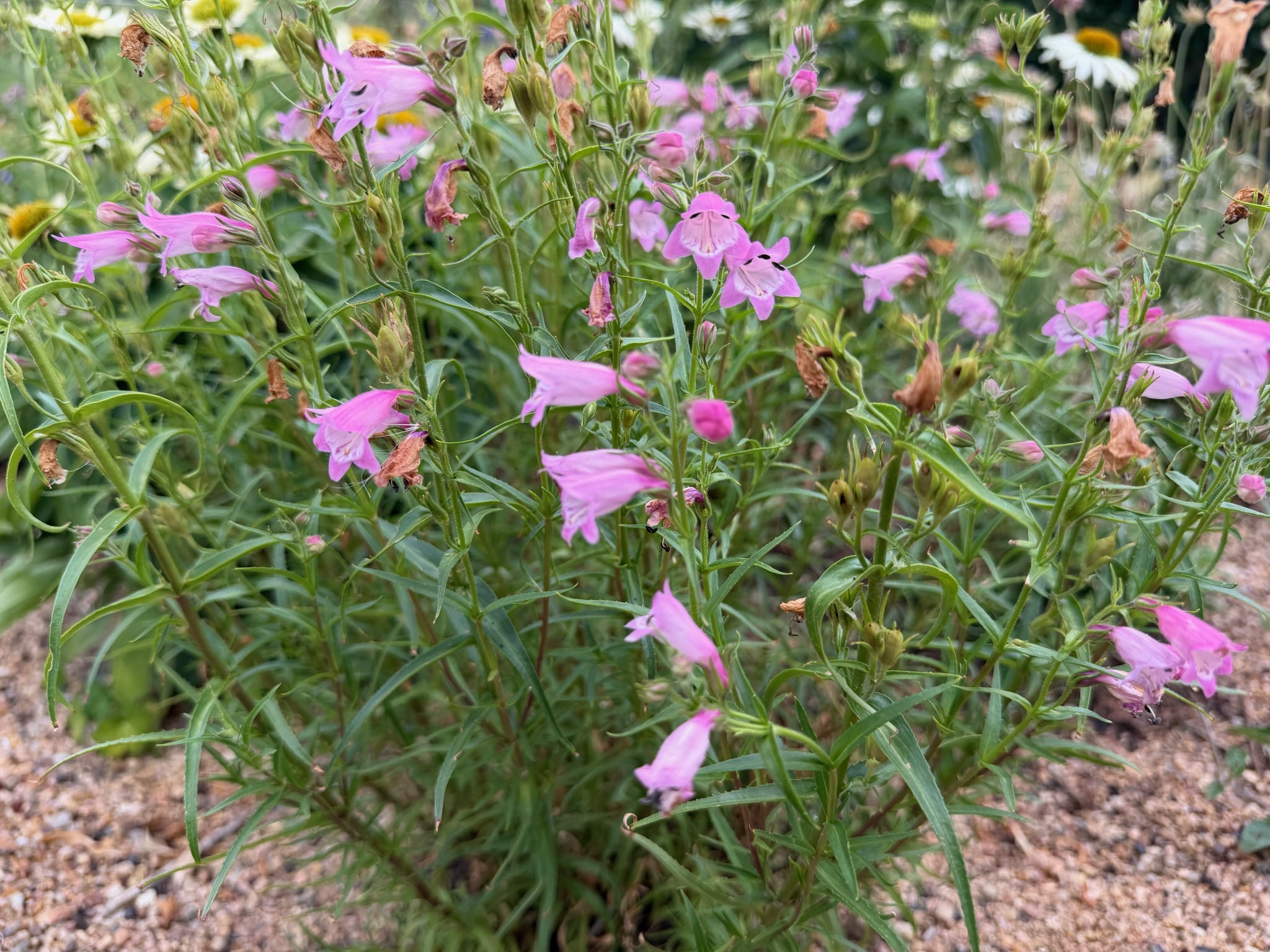 Light pink trumpets of Penstemon mexicali Carolyn's Hope