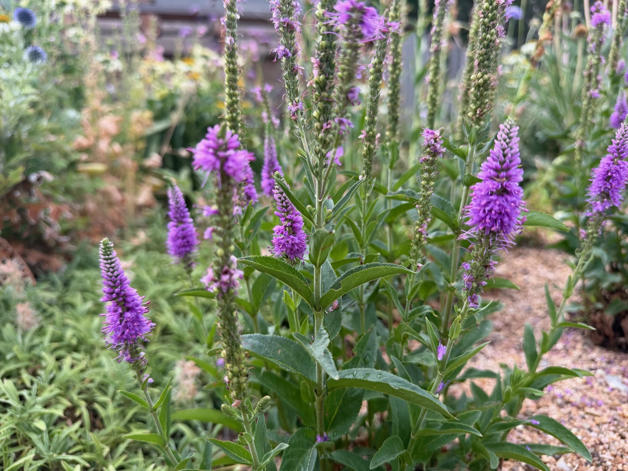 Violet flower spikes of Veronica Purpleicious
